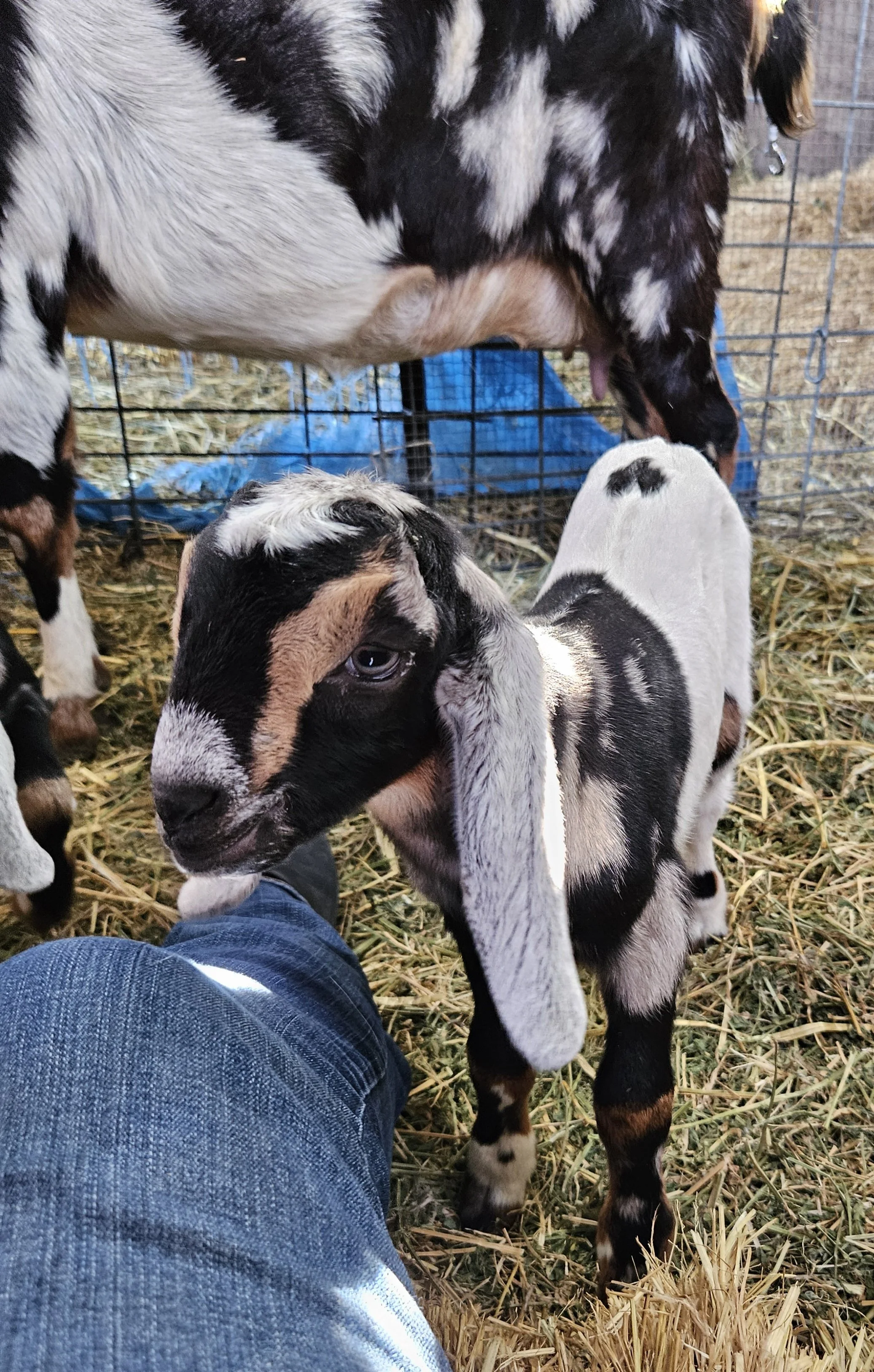Sweet Nubian babies!
