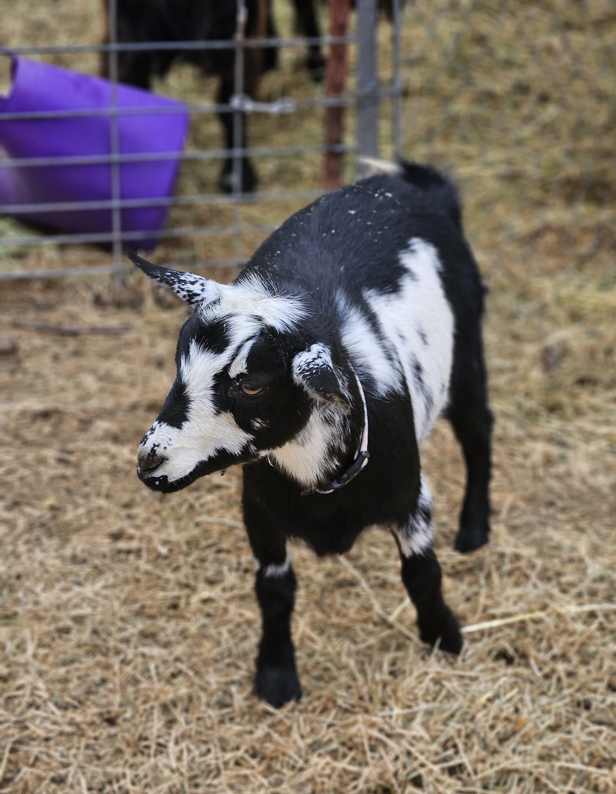 A black and white goat standing on hay, with a fence and a purple container in the background. It's Token!