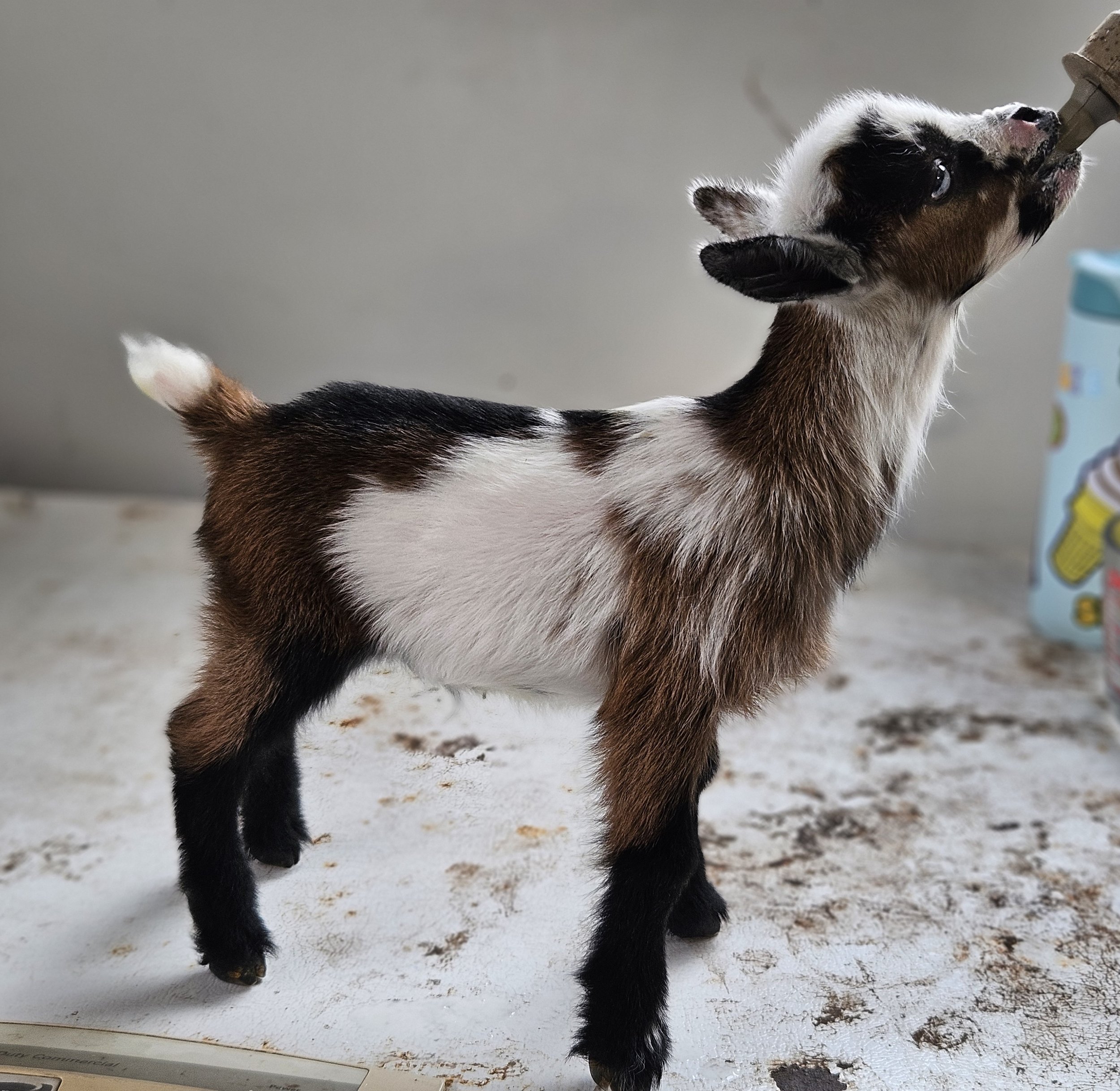 New stud: "Vinny"   STOMPING C CS A REAL CORKER 