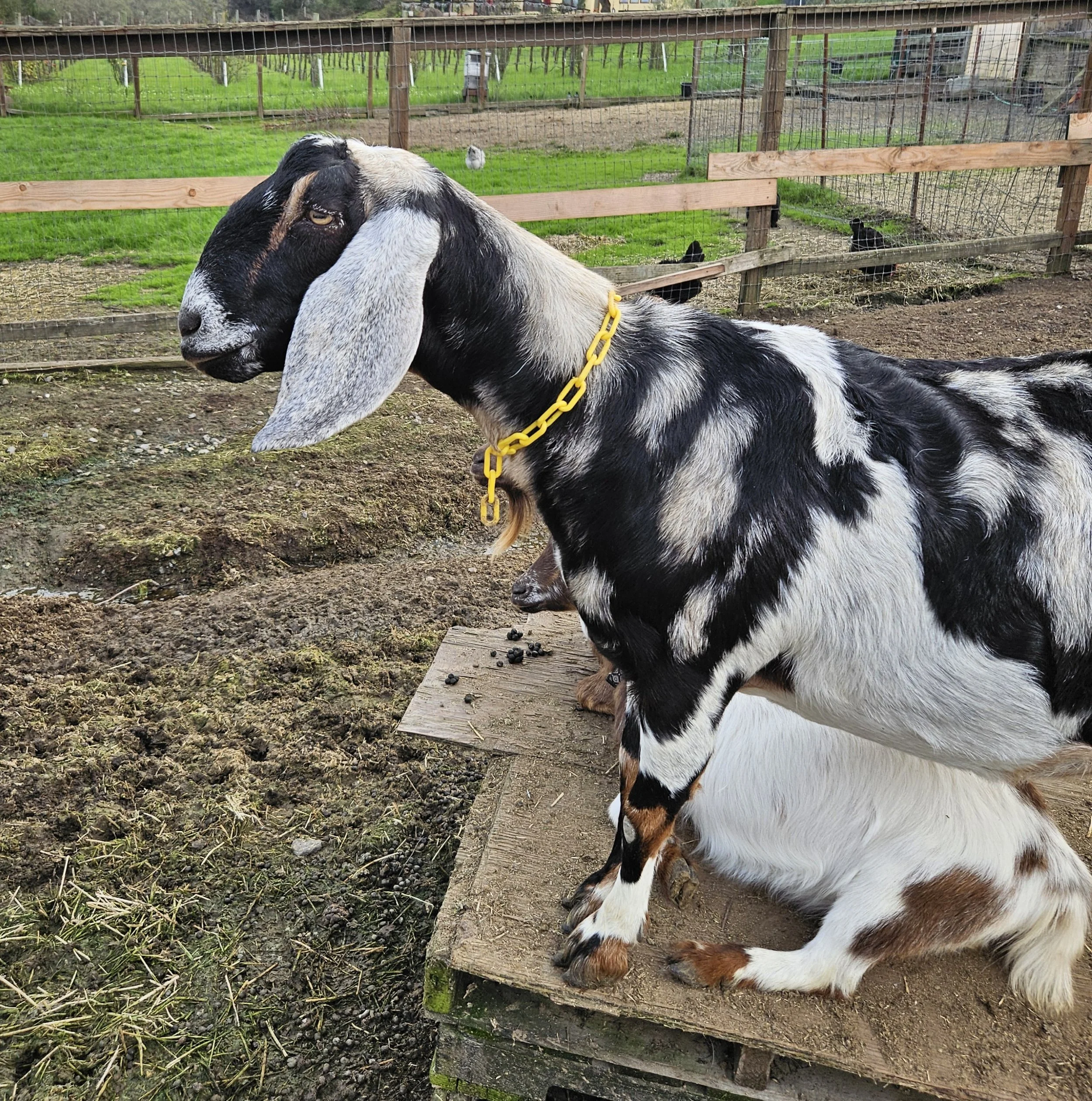 My beautiful Renegade!