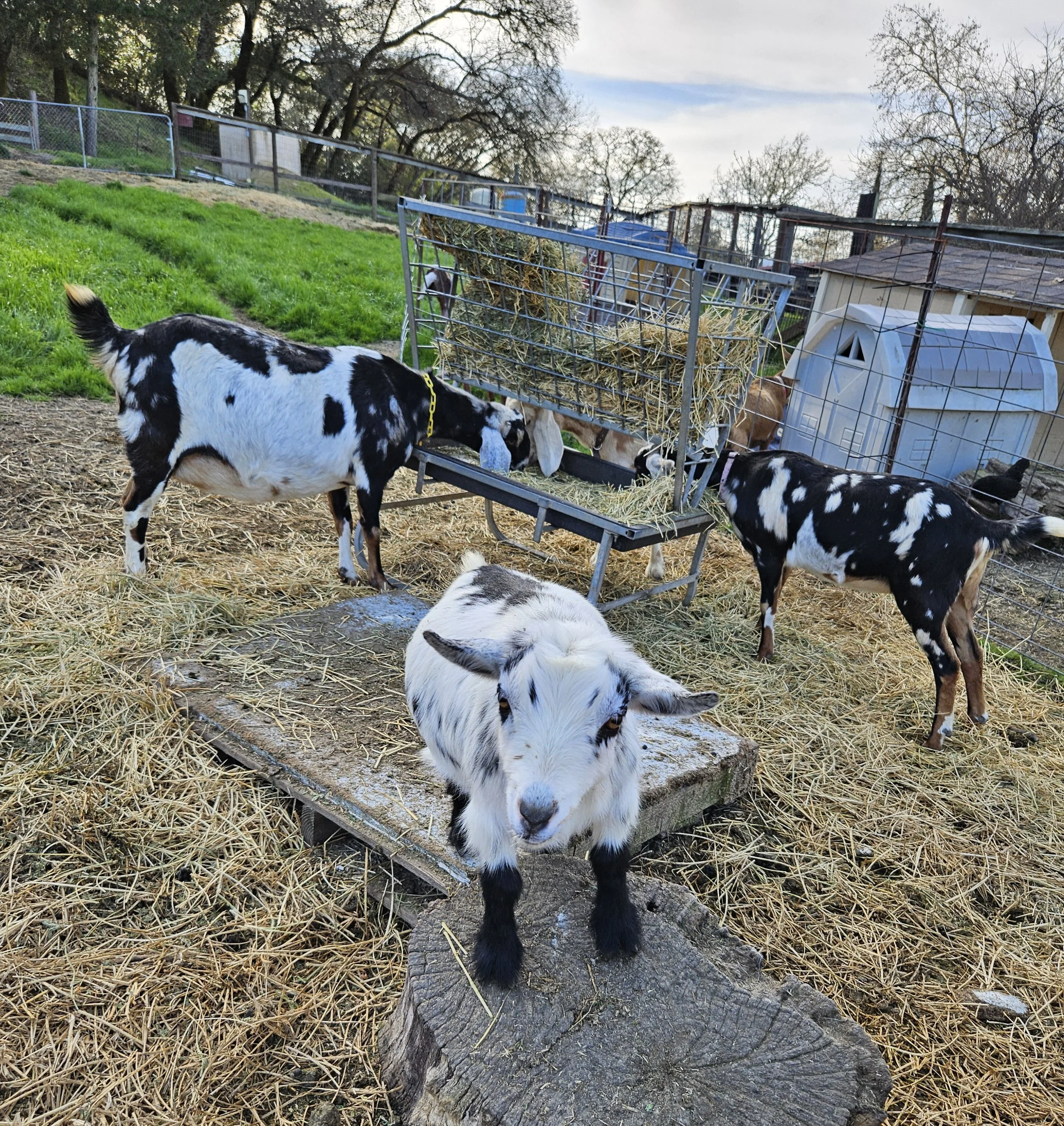 White and black girls