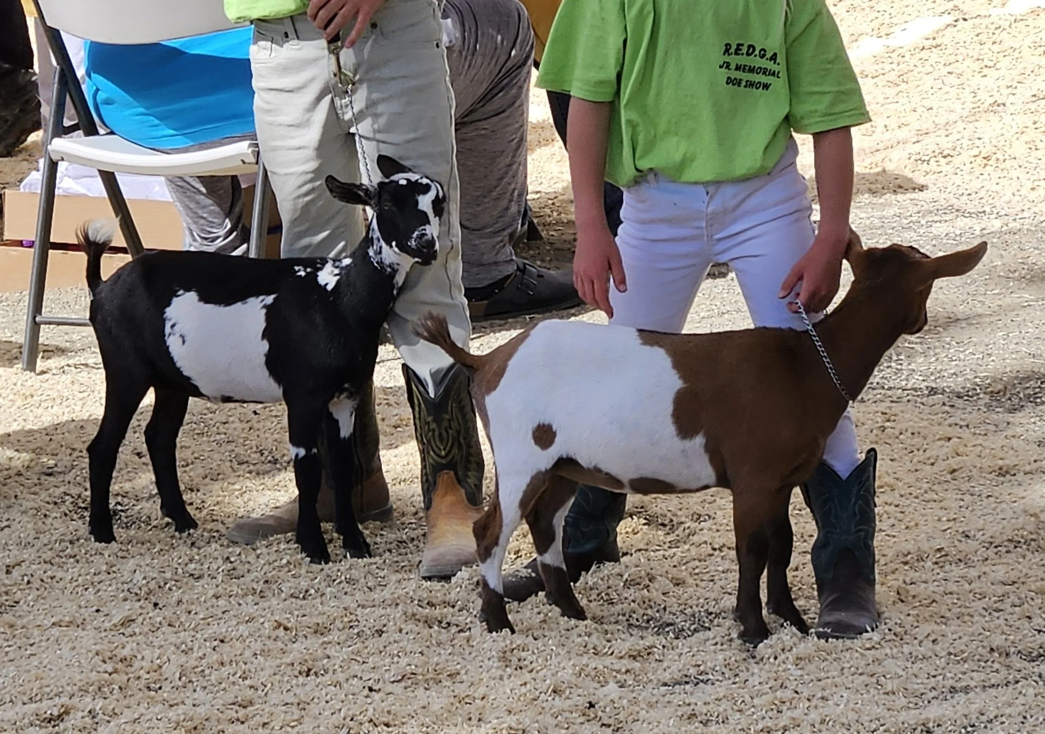 Two young goats, one black and white and the other brown and white, stand on a dirt surface with people around them. Maybelline and Token at the REDGA Goat show.