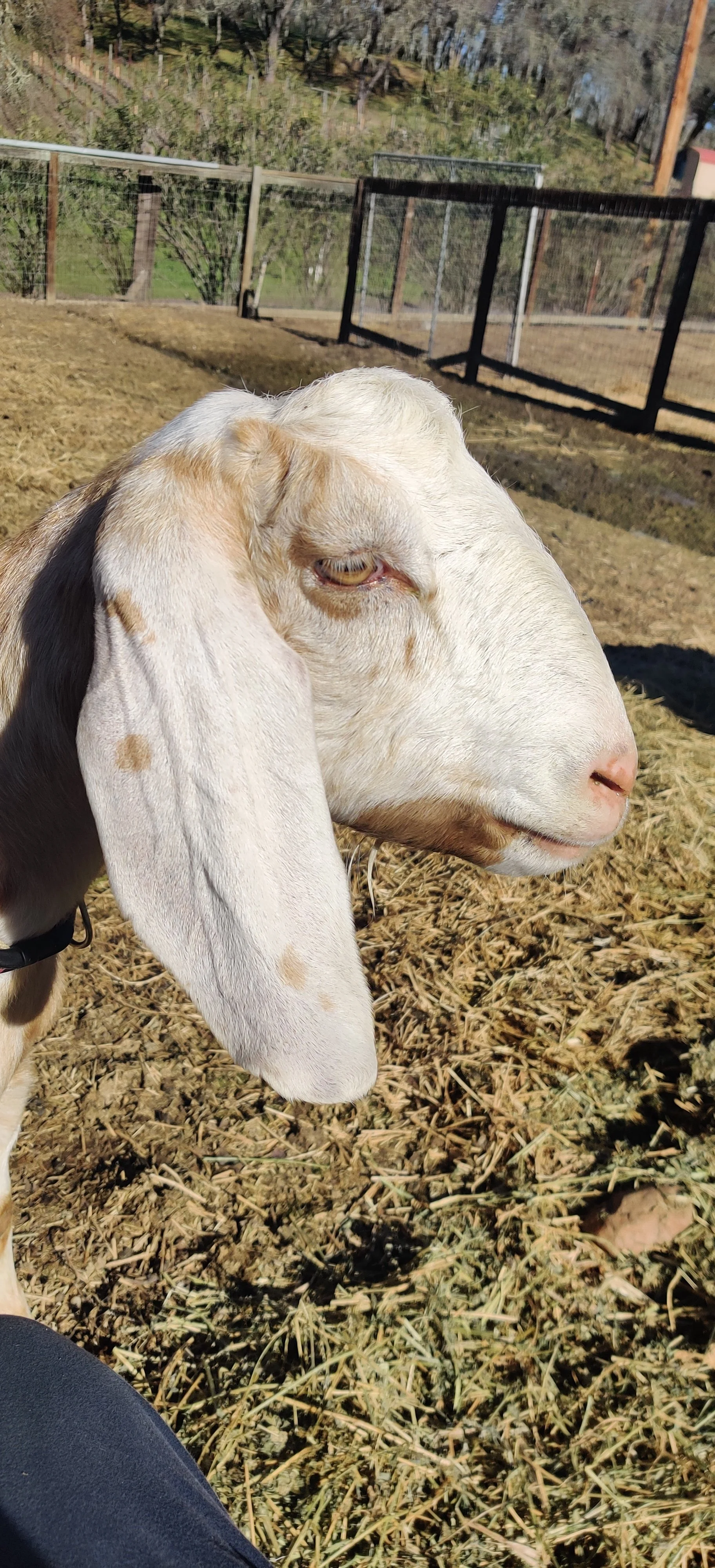 Close-up of a goat with white fur and floppy ears standing on dry grass outdoors, with a fenced area and trees in the background. Grumpy Aunt Ivy!