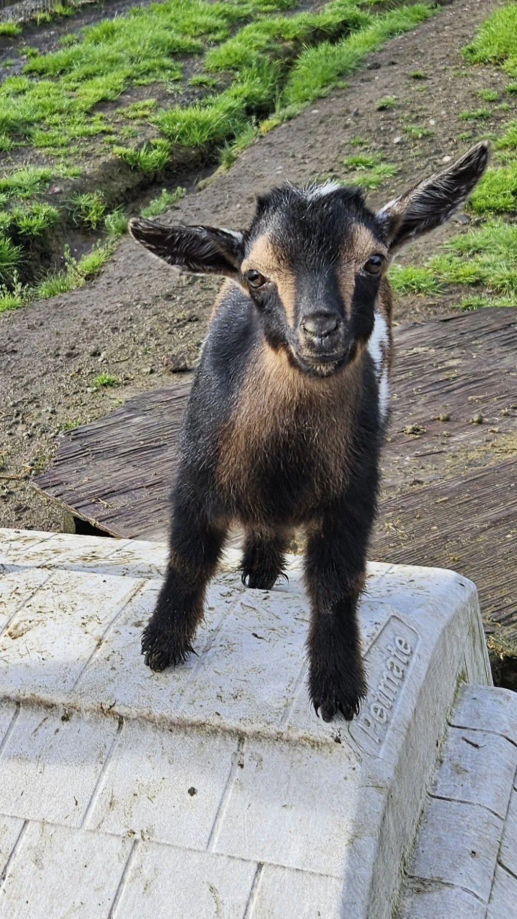 A curious, young black and tan goat 