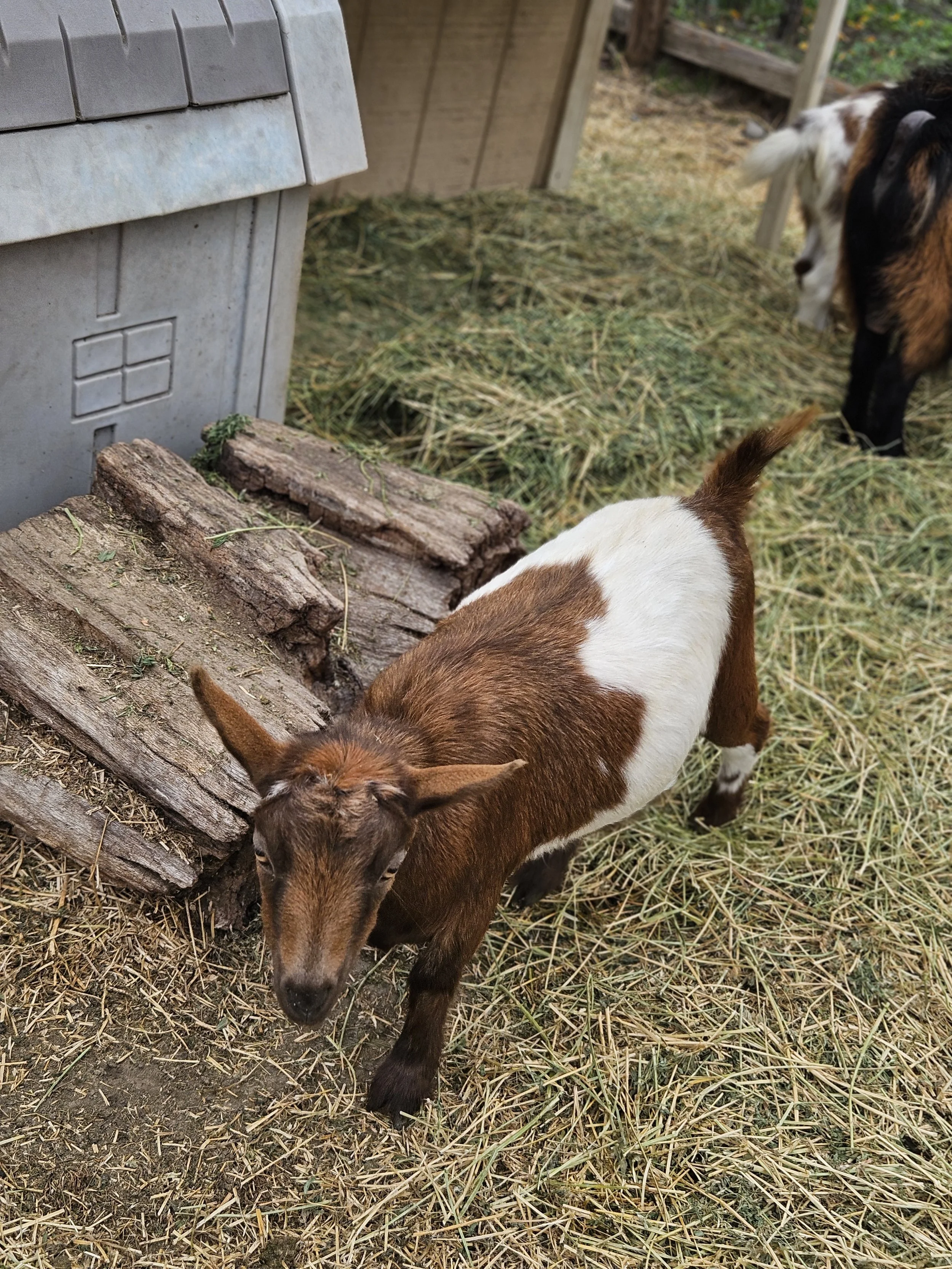 Maybelline! A small goat with brown and white fur leaning on a wooden log inside a pen with hay and another goat in the background.