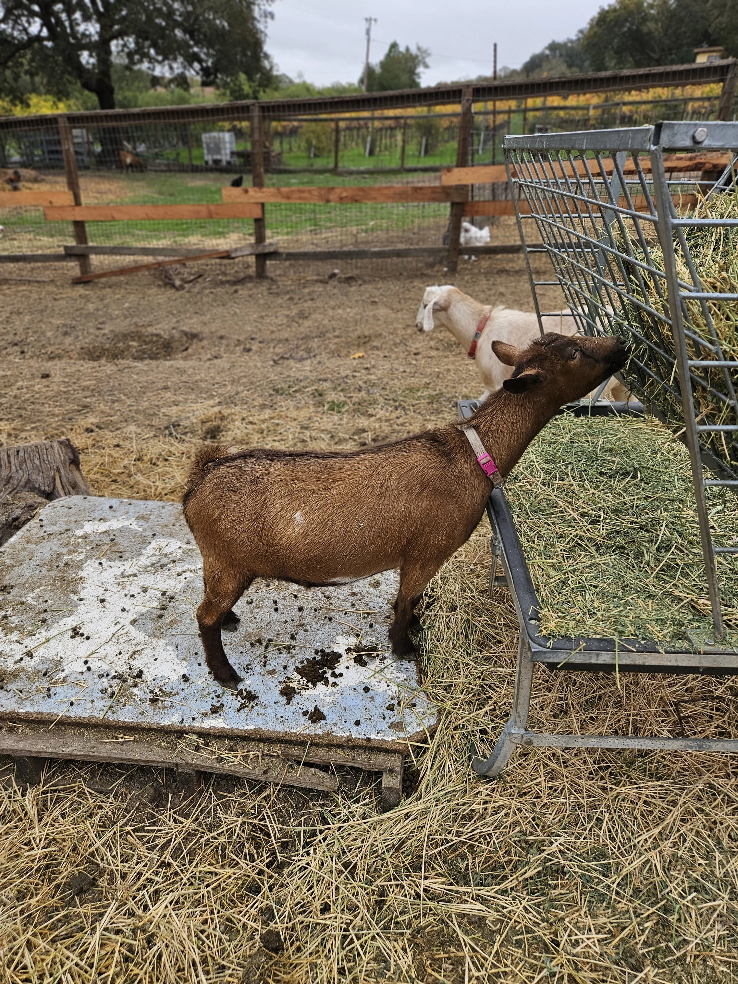 One brown goat, Lilly,  eating hay from a feeder on a farm. The farm has a dirt ground, wooden fencing, and trees in the background.