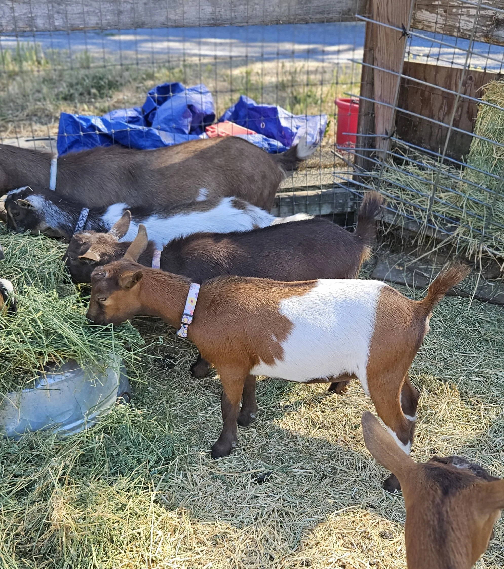 Several small goats eating hay in a pen with a wire fence and wooden posts. Maybelline the goat conformation.