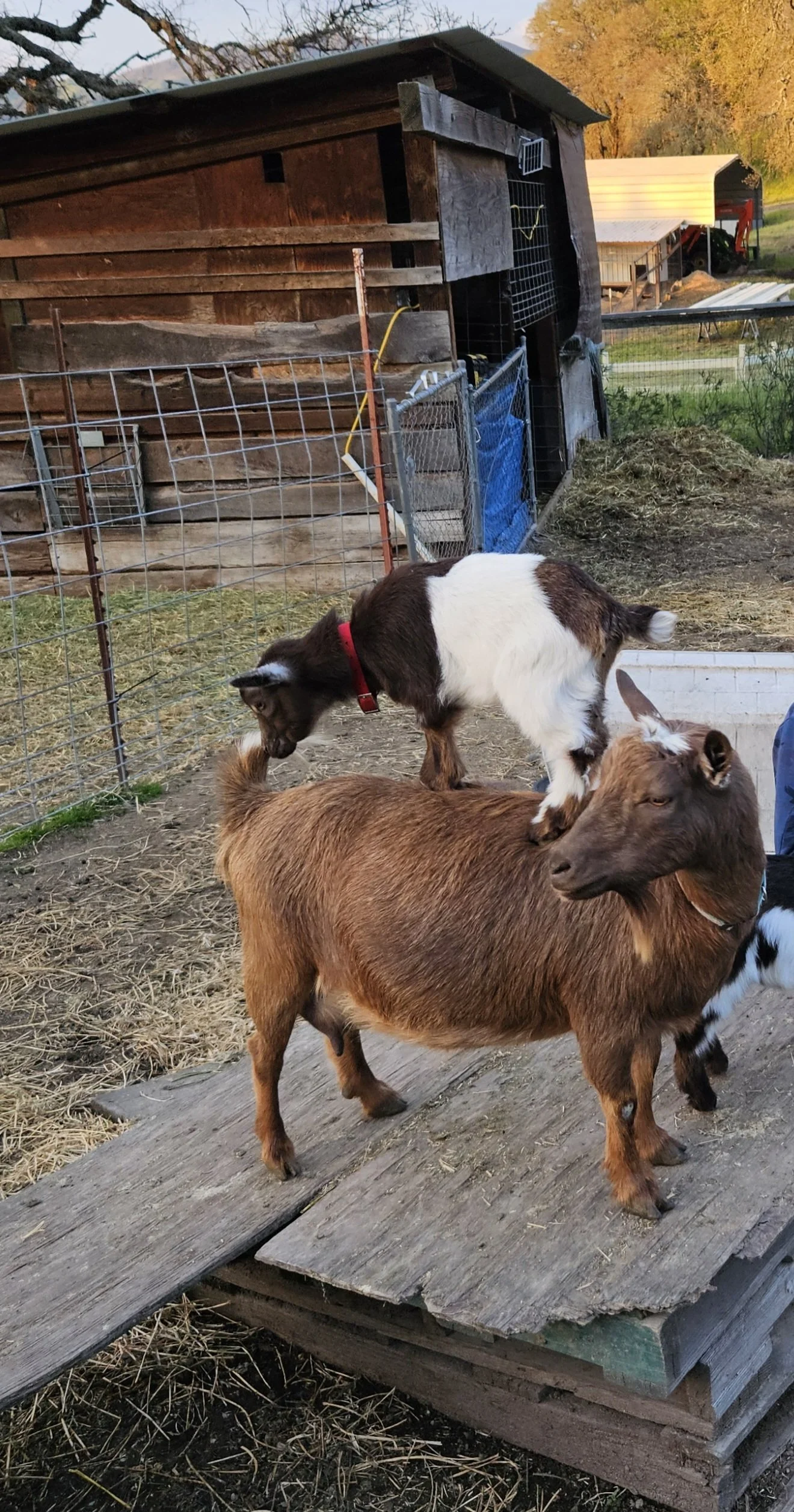 Coffee is patient...