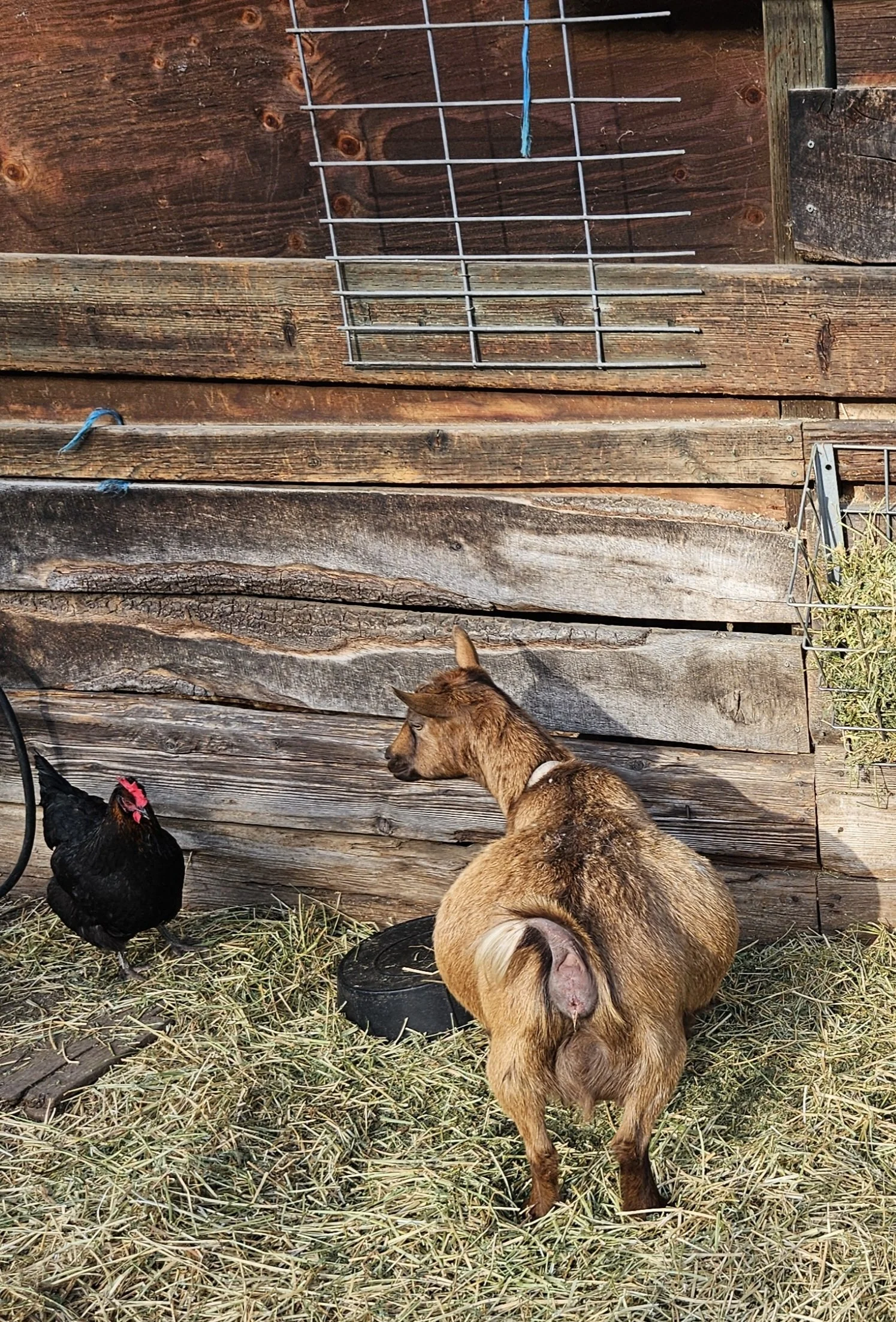 A brown pregnant goat with a white collar standing on straw beside a black chicken in a rustic wooden farmyard.