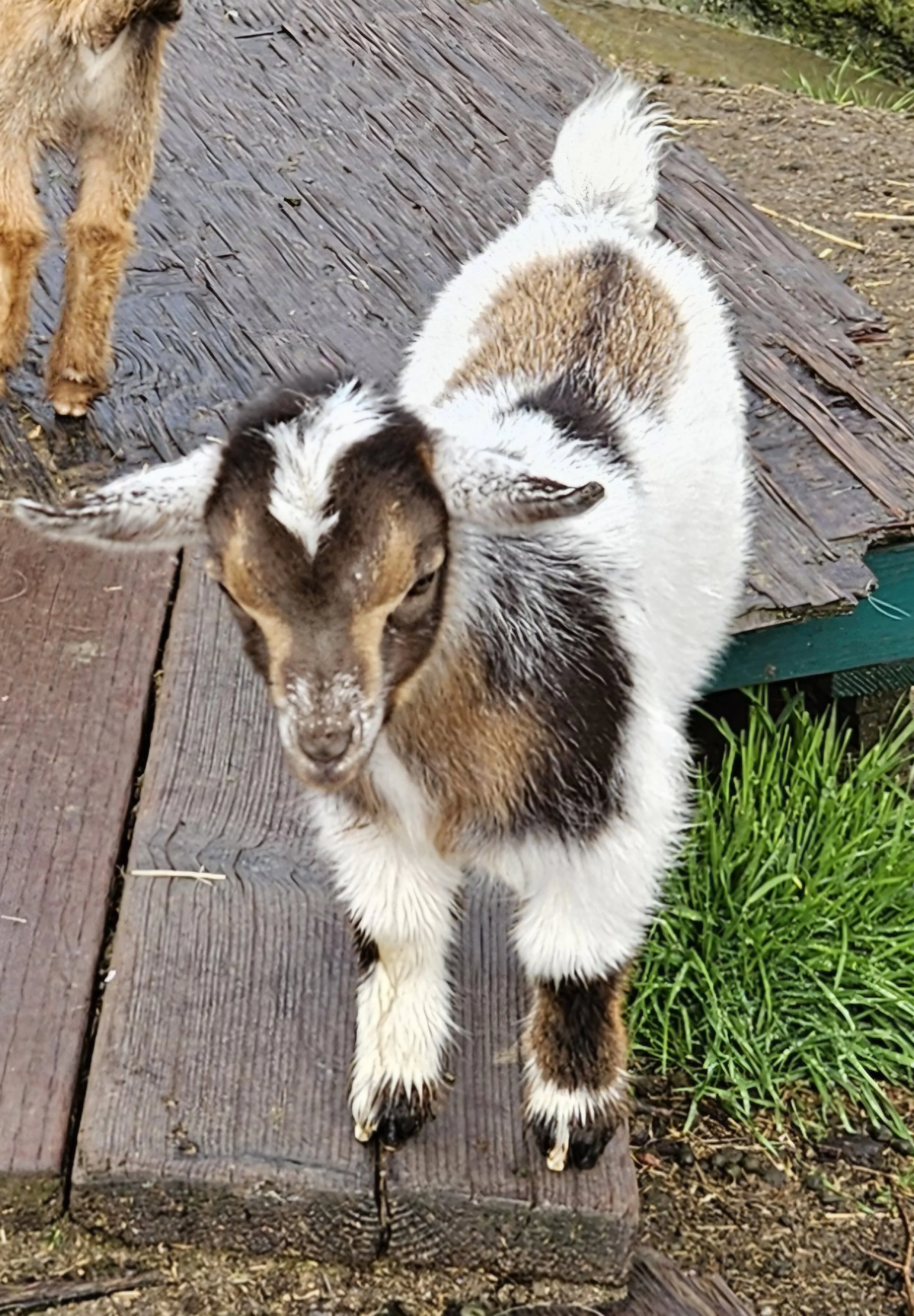 Tapestry (Mohawk-Hair Girl)