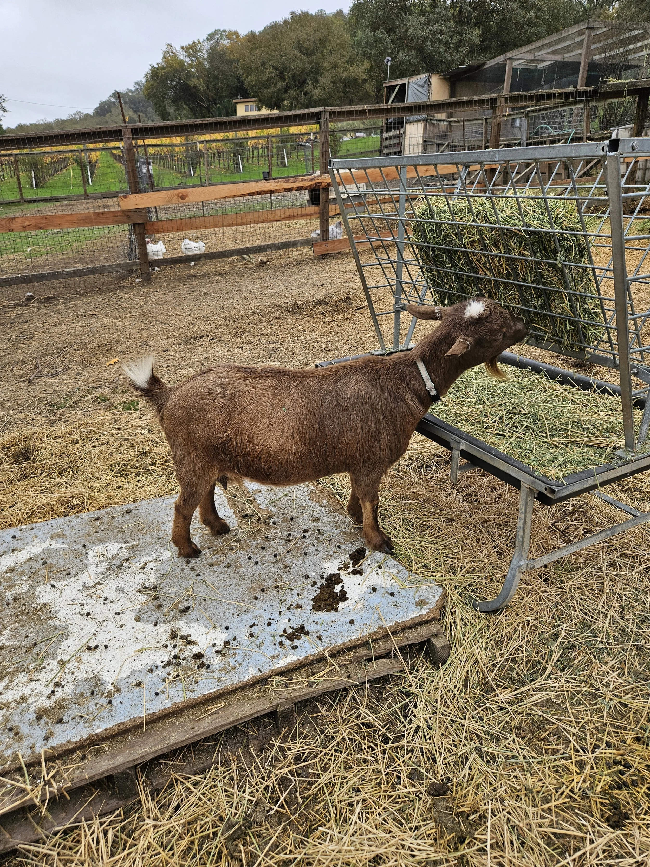 A brown goat eating hay from a metal hay feeder on a farm, with a dirt ground and a wooden fence in the background.