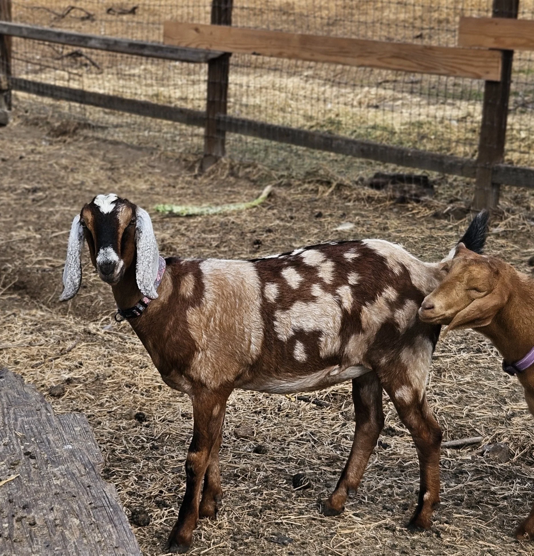 Teen Trudie - very leggy!
