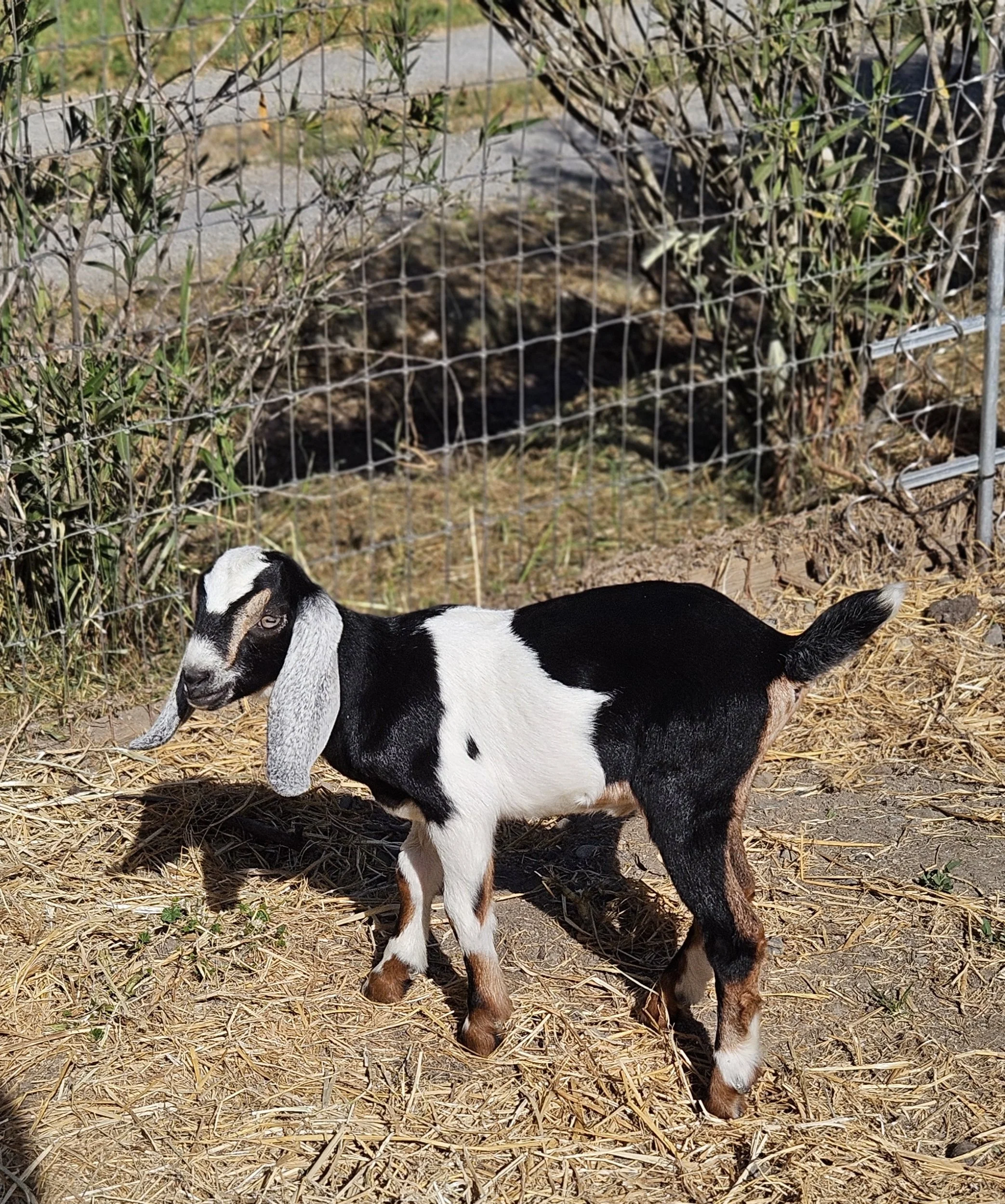 2026 Nubian Doeling