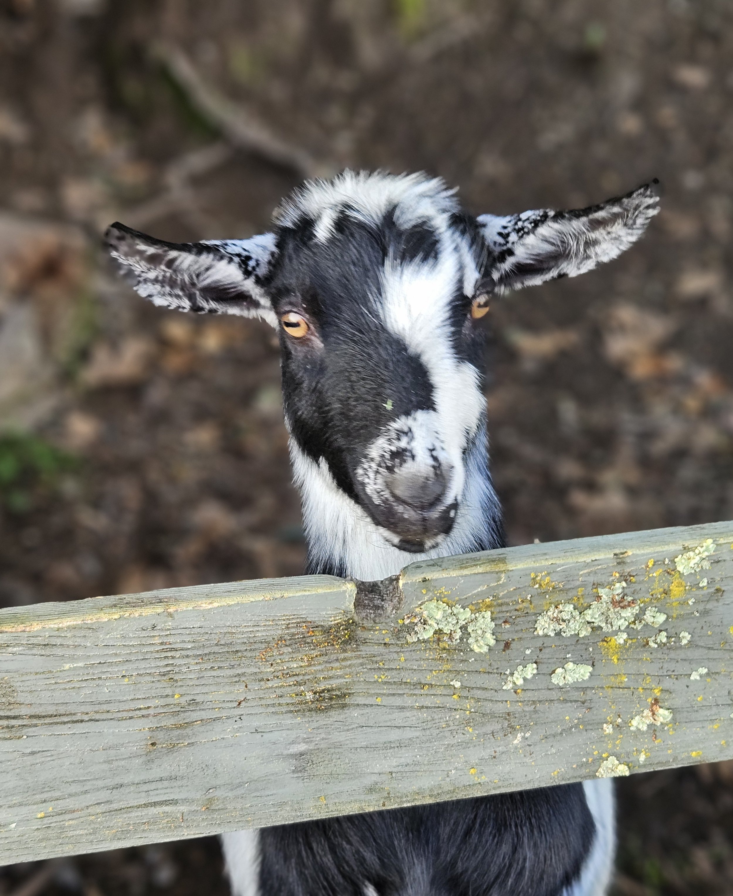 A young black and white goat peering over a wooden fence. Cousin Token!