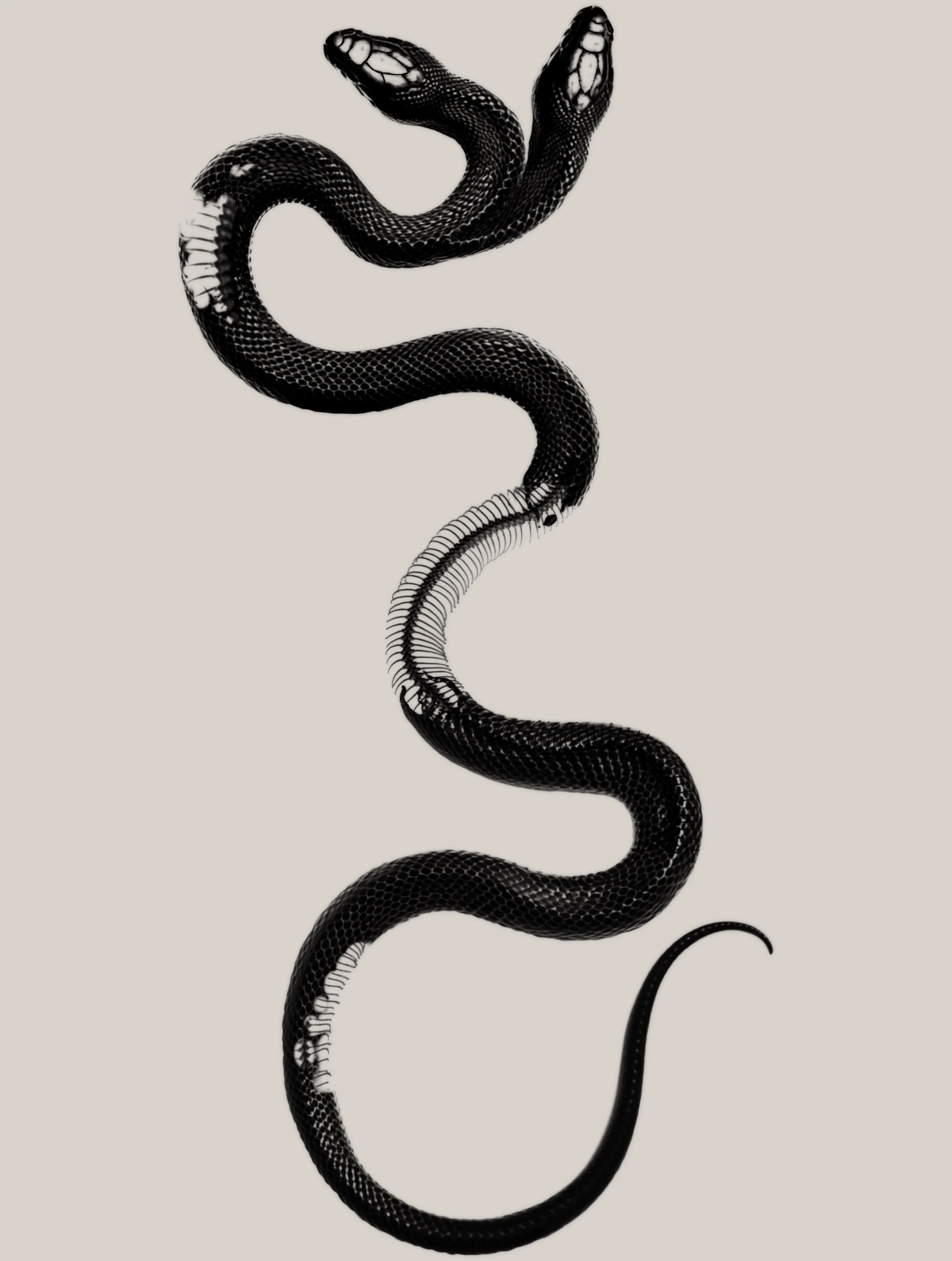 Black snake coiled in a zigzag pattern on a plain light background.