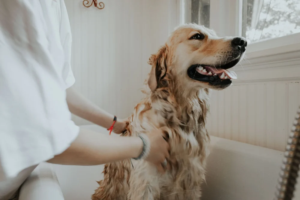 Grrom Golden Retriever Rescue of Michigan