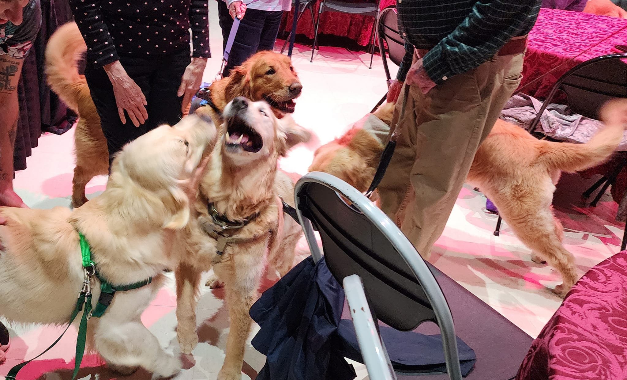 Goldens at Concert.jpeg