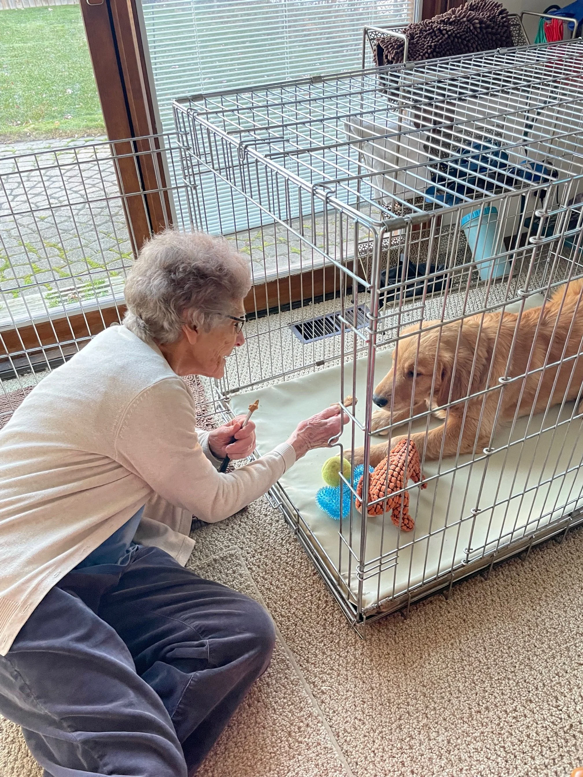 Grrom GRRoM Impact: A Look at Key Data Points — Golden Retriever Rescue of ...