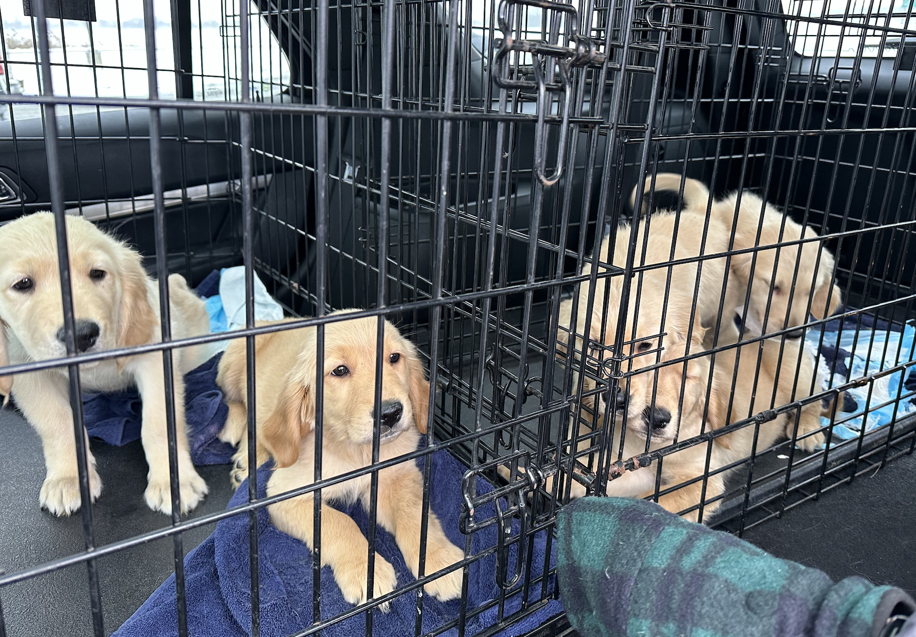 Puppy mill rescue 4.png