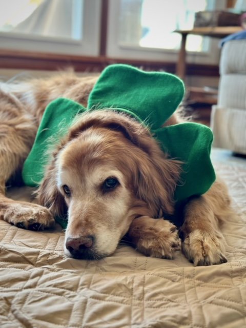 Pal and his clover collar .jpeg