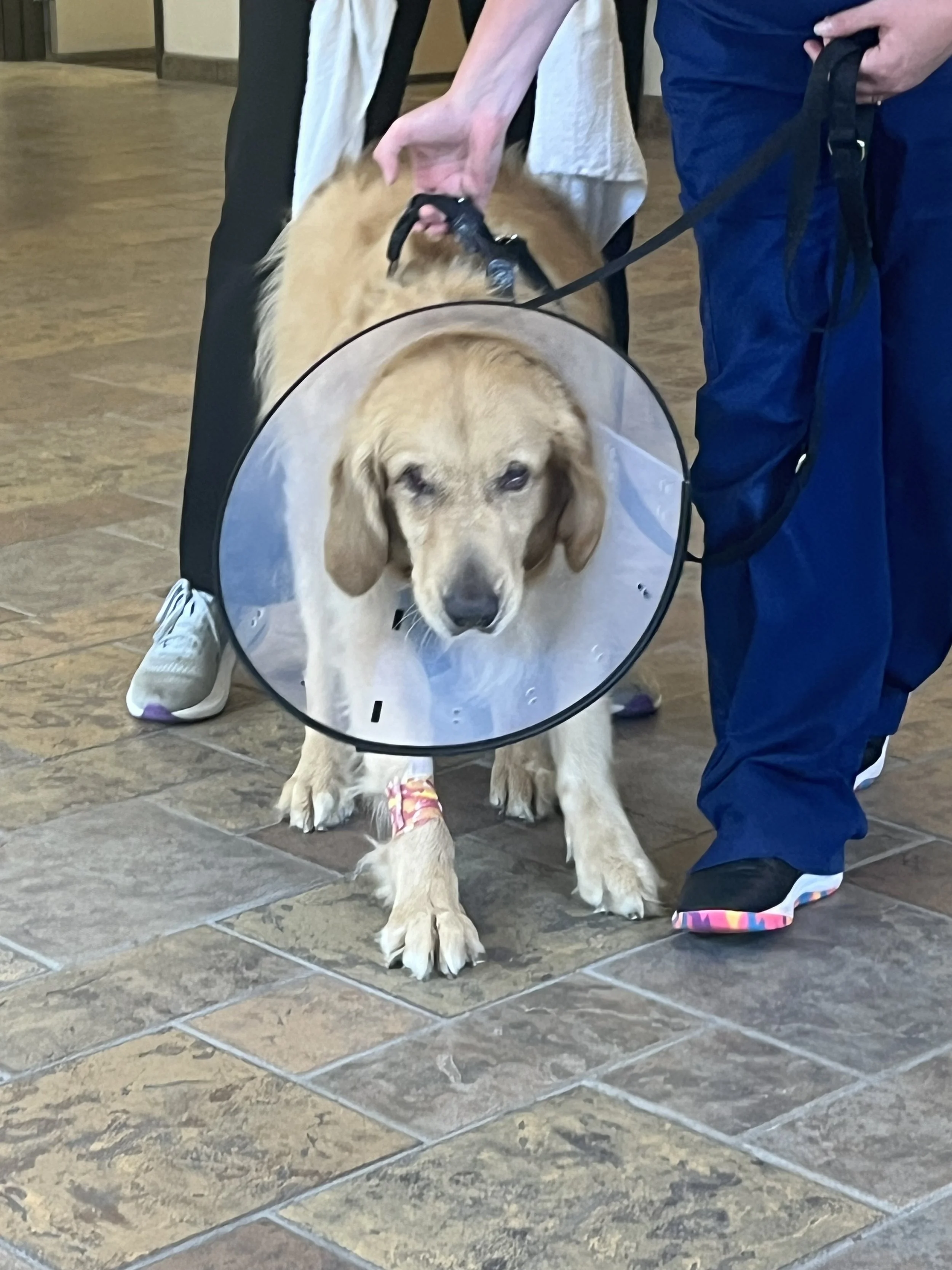 Champ after surgery.jpeg