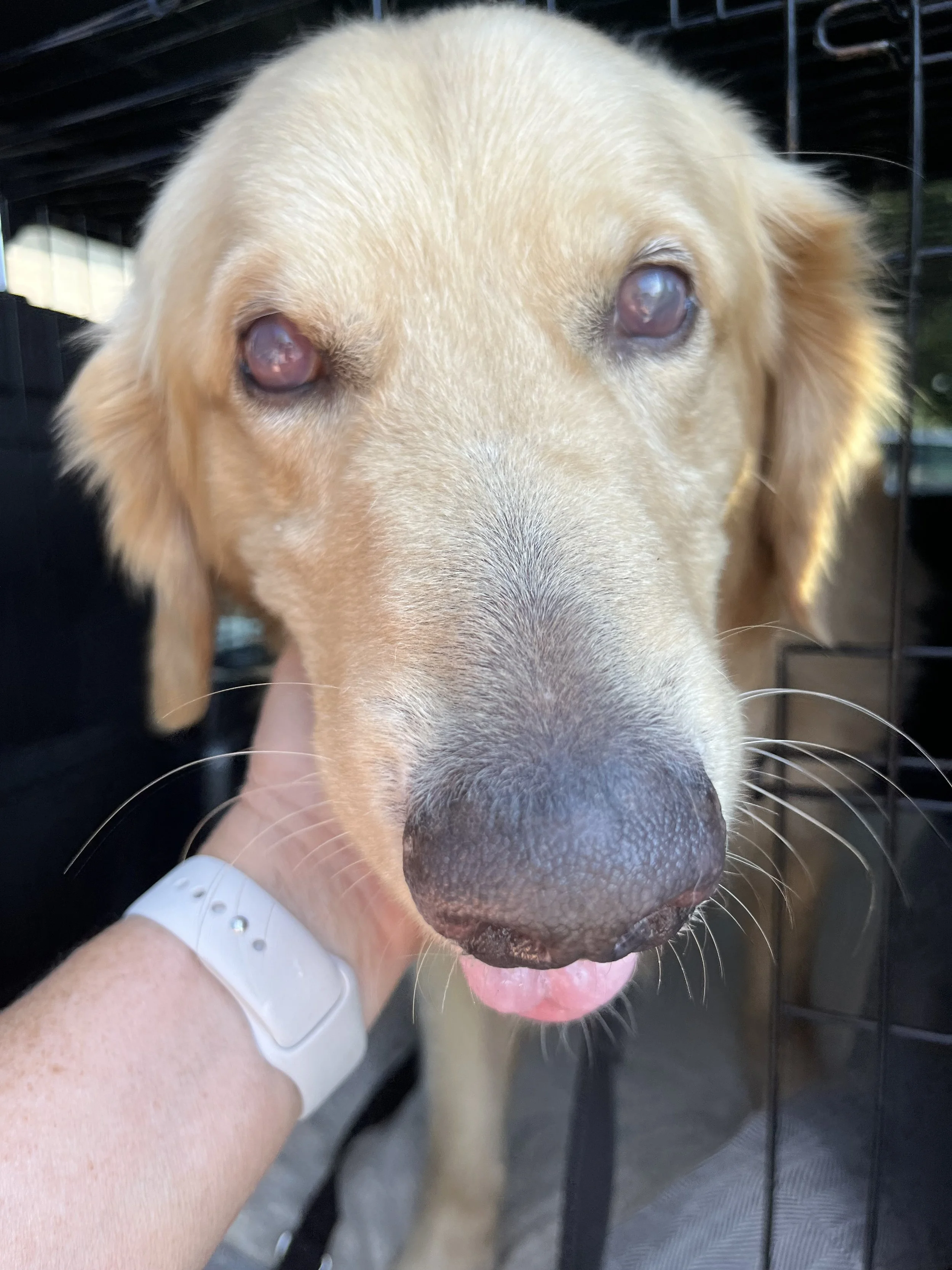 Champ before surgery.jpeg