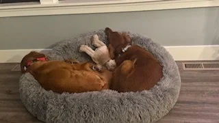 Duke and Clancy.jpeg