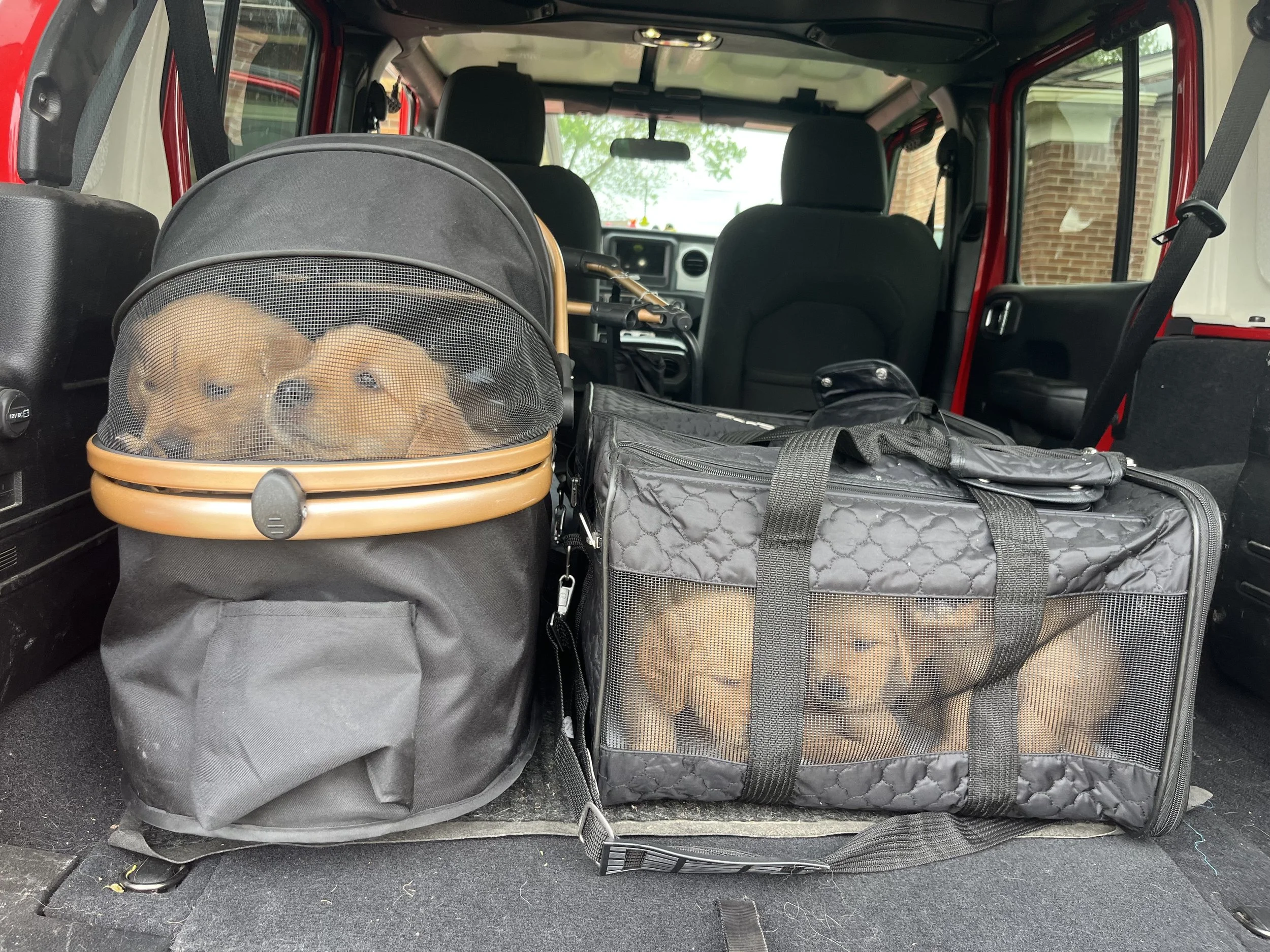 Daisy pups 1.jpeg