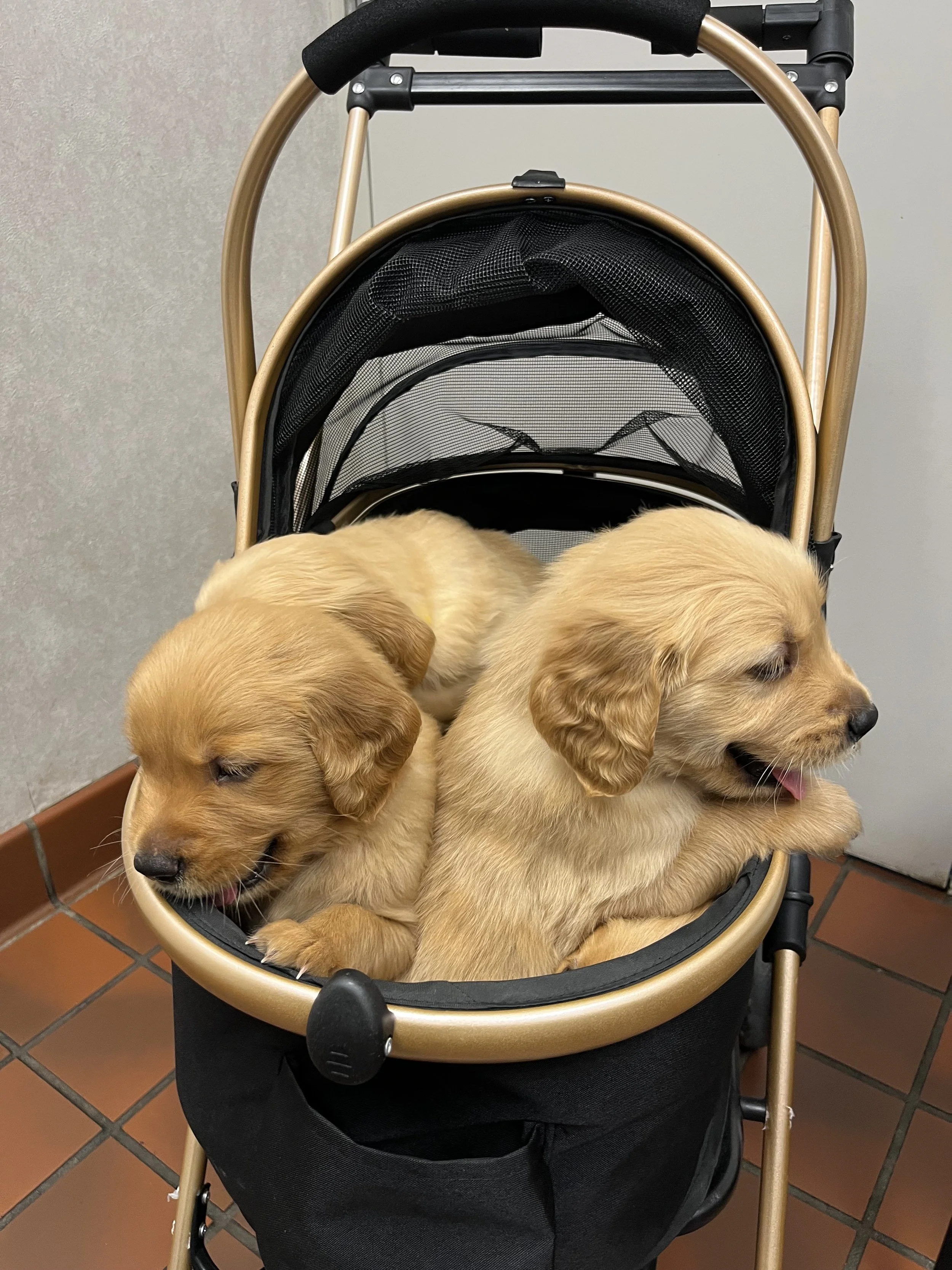 Daisy pups 3.jpeg