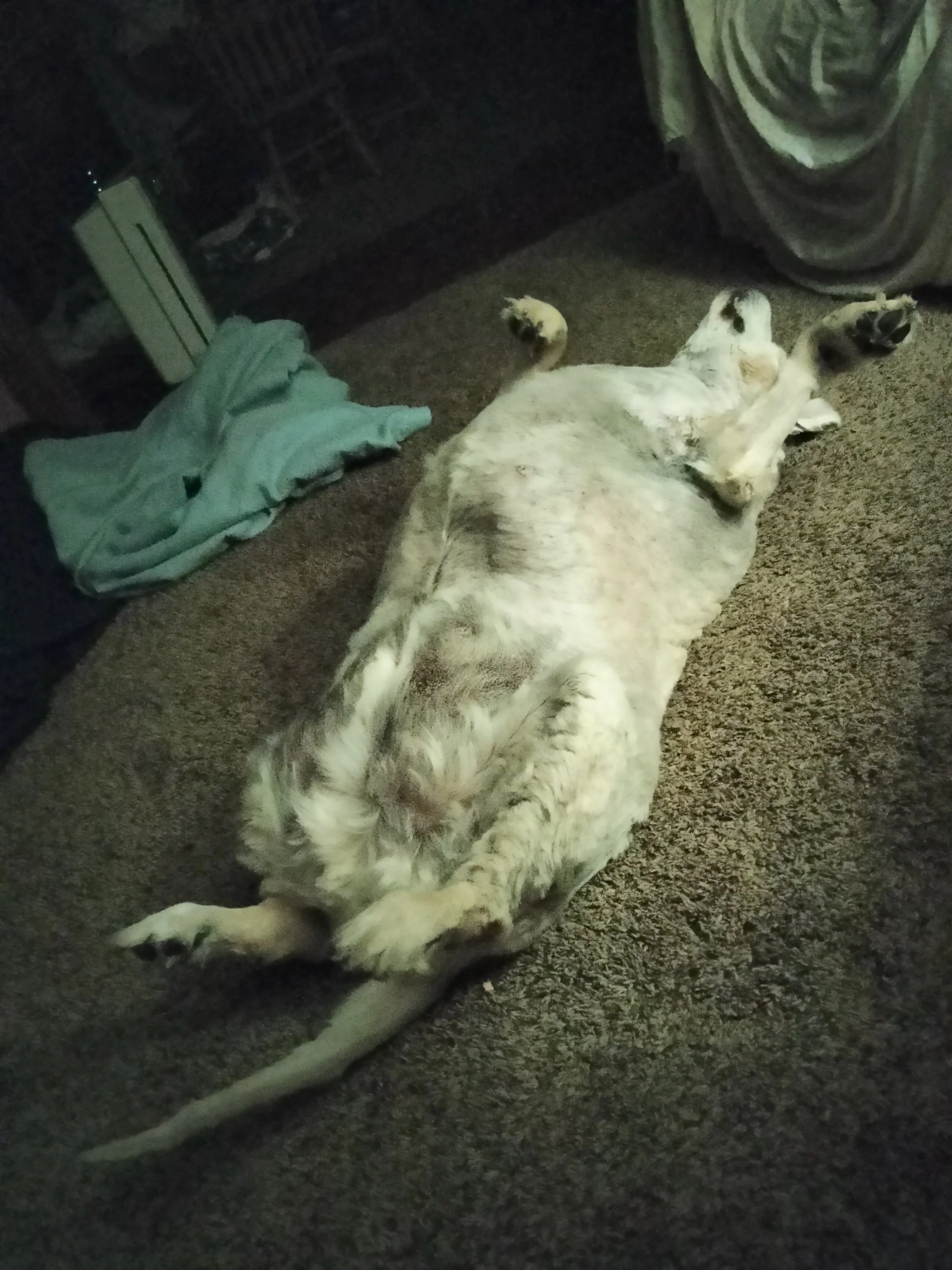 Freddie on his back.JPG