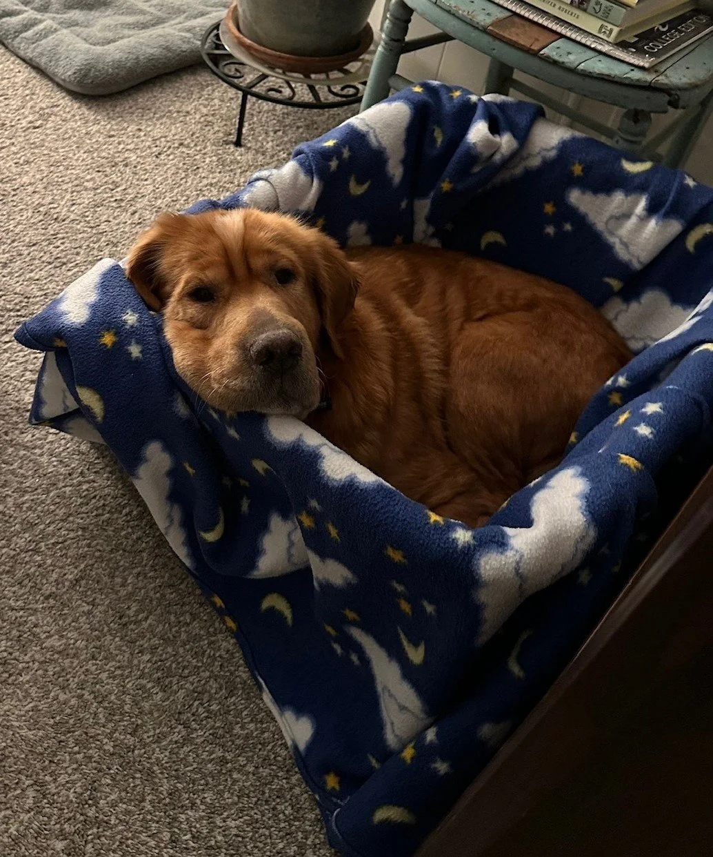 Hazel basket.jpeg
