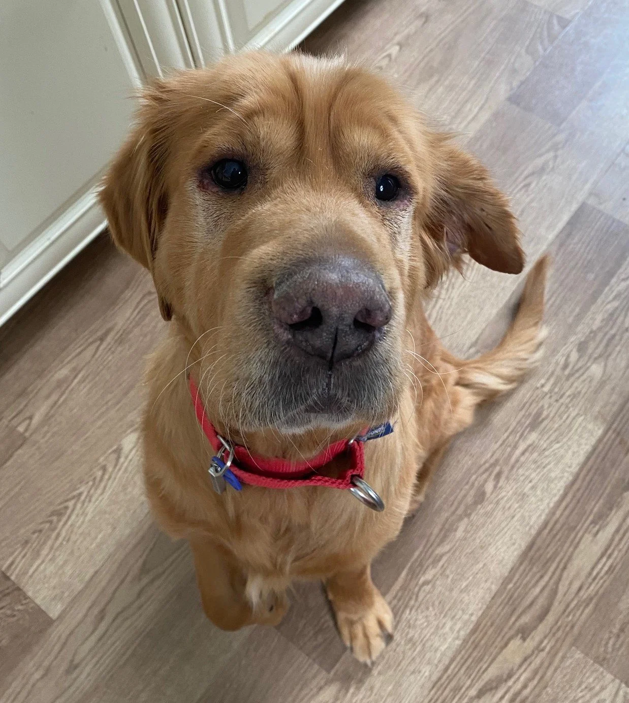 Hazel 3.jpeg