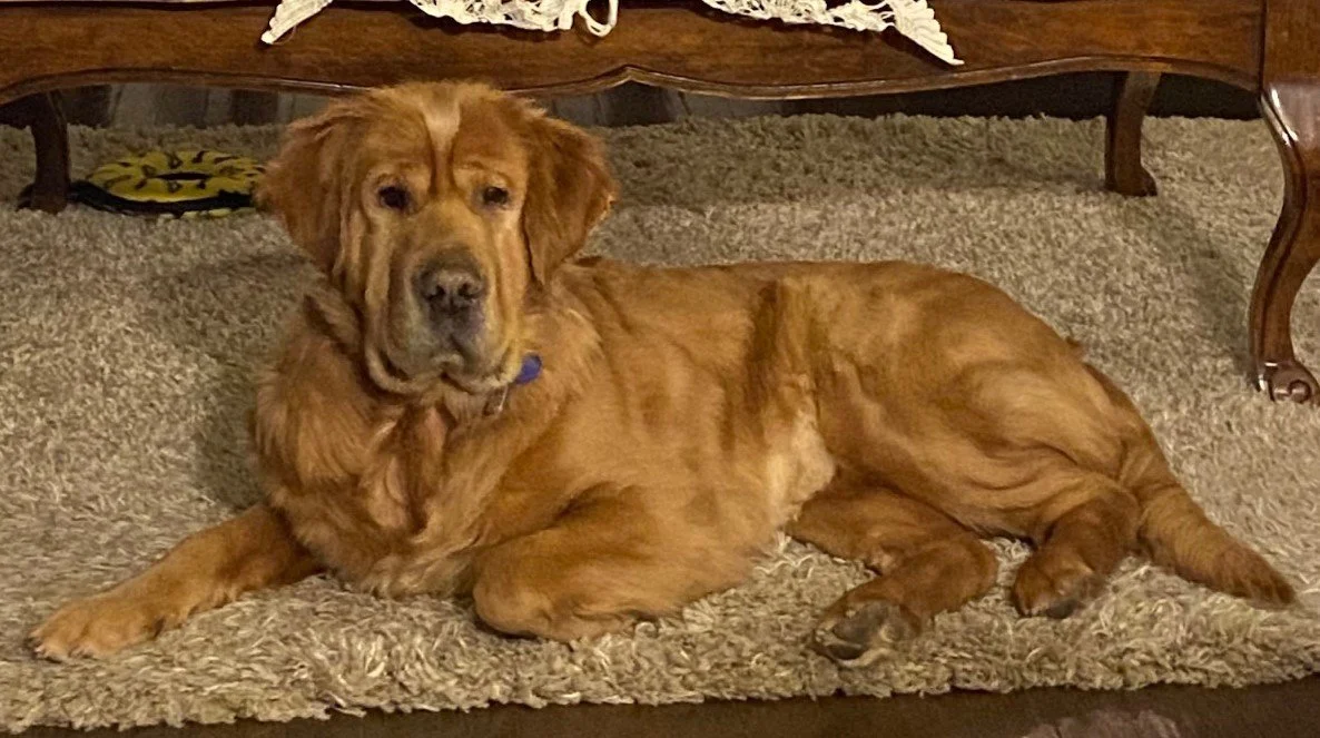 Hazel 1.jpeg