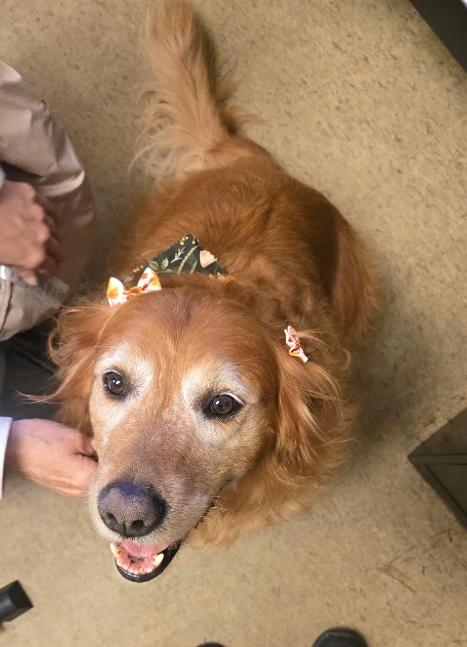Bailey 1.jpg