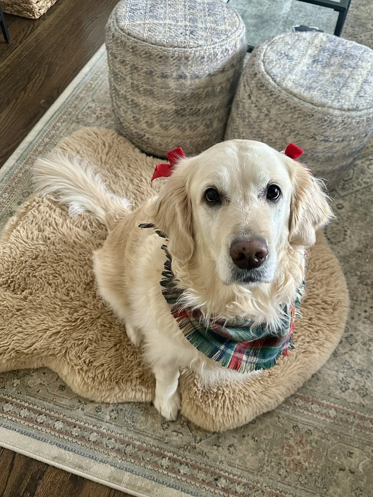 Bailey B adoption 1.jpeg