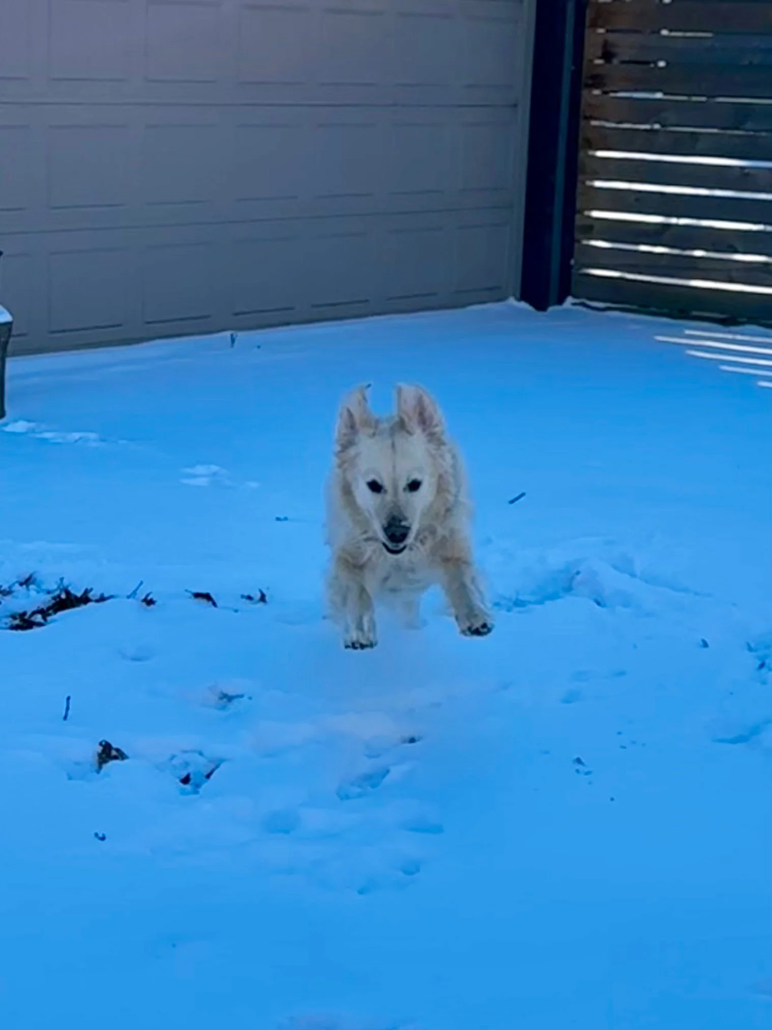 Bailey B adoption 4.jpeg