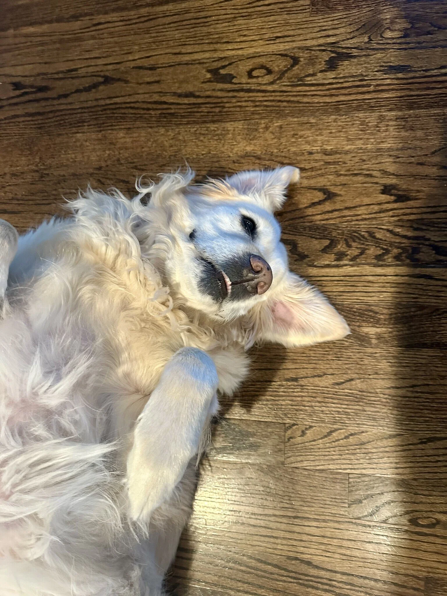 Bailey B adoption 5.jpeg