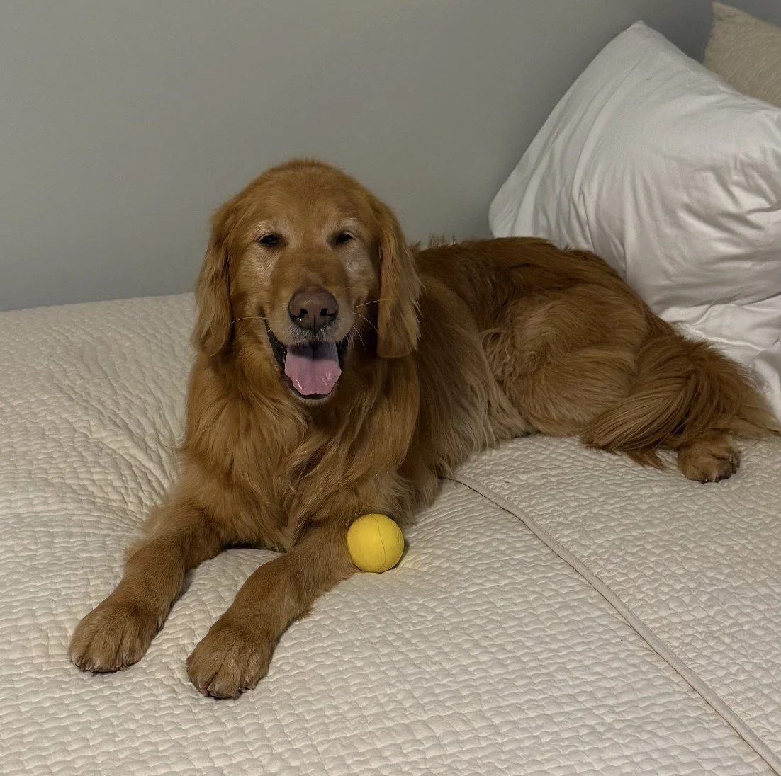 Diesel and Shelby 1.jpeg