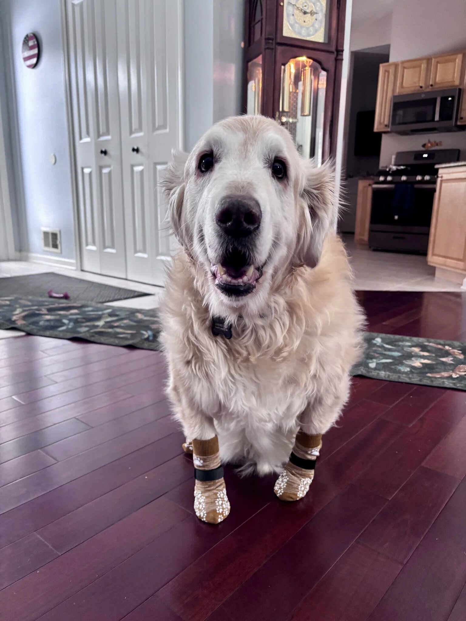 Freddy adoption 2.jpeg