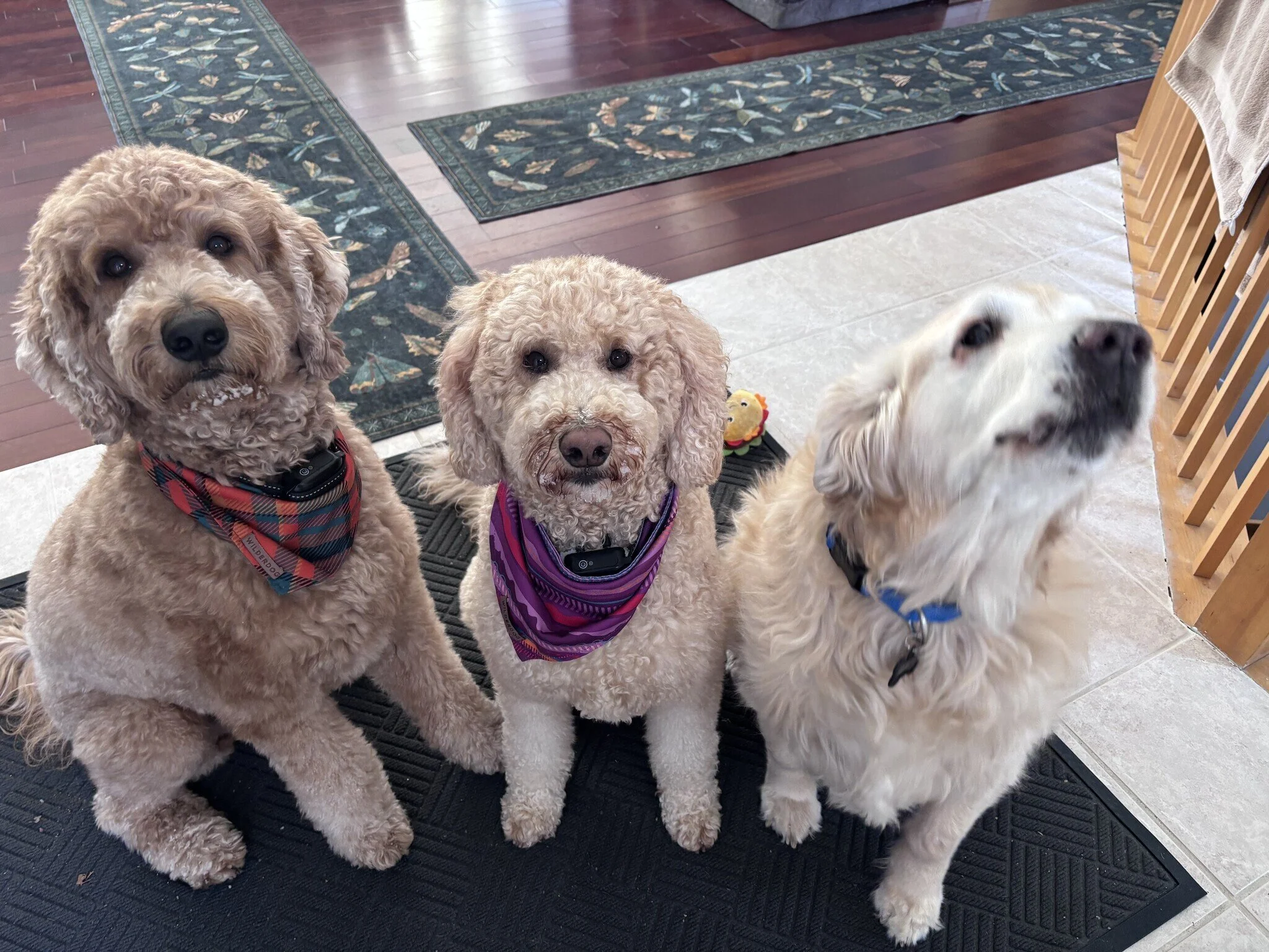 Freddy adoption 1.jpeg