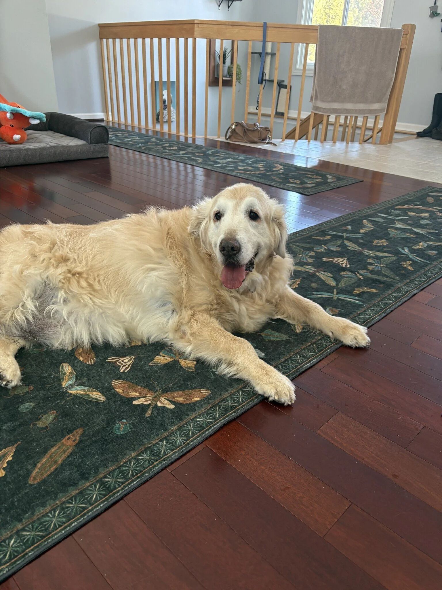 Freddy adoption 3.jpeg