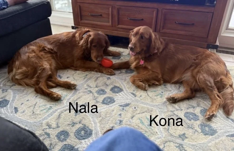 Nala and Kona