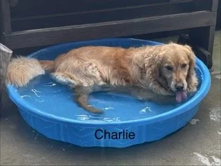 Charlie pic 3.jpeg