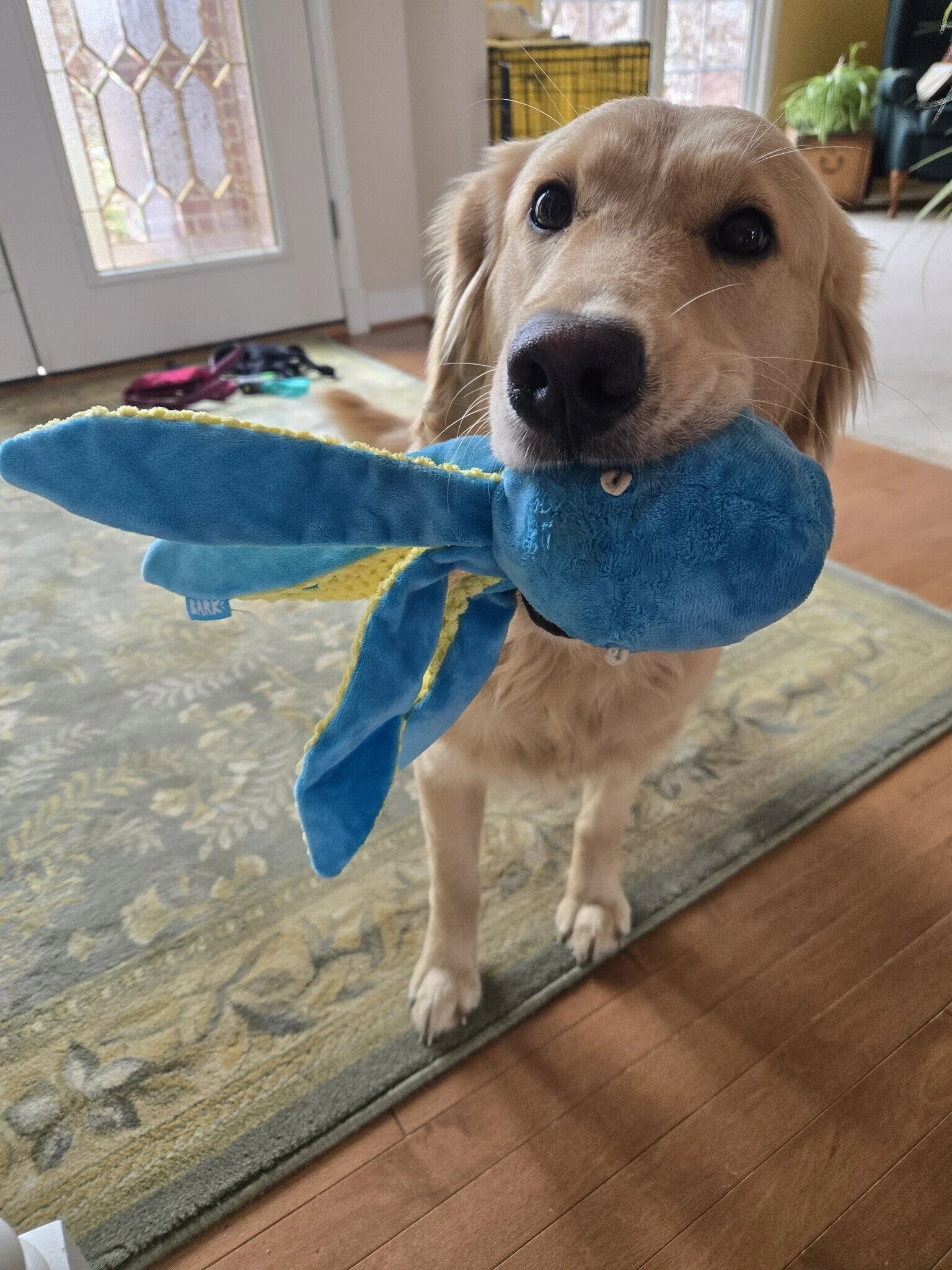 Honey adoption 3.jpg