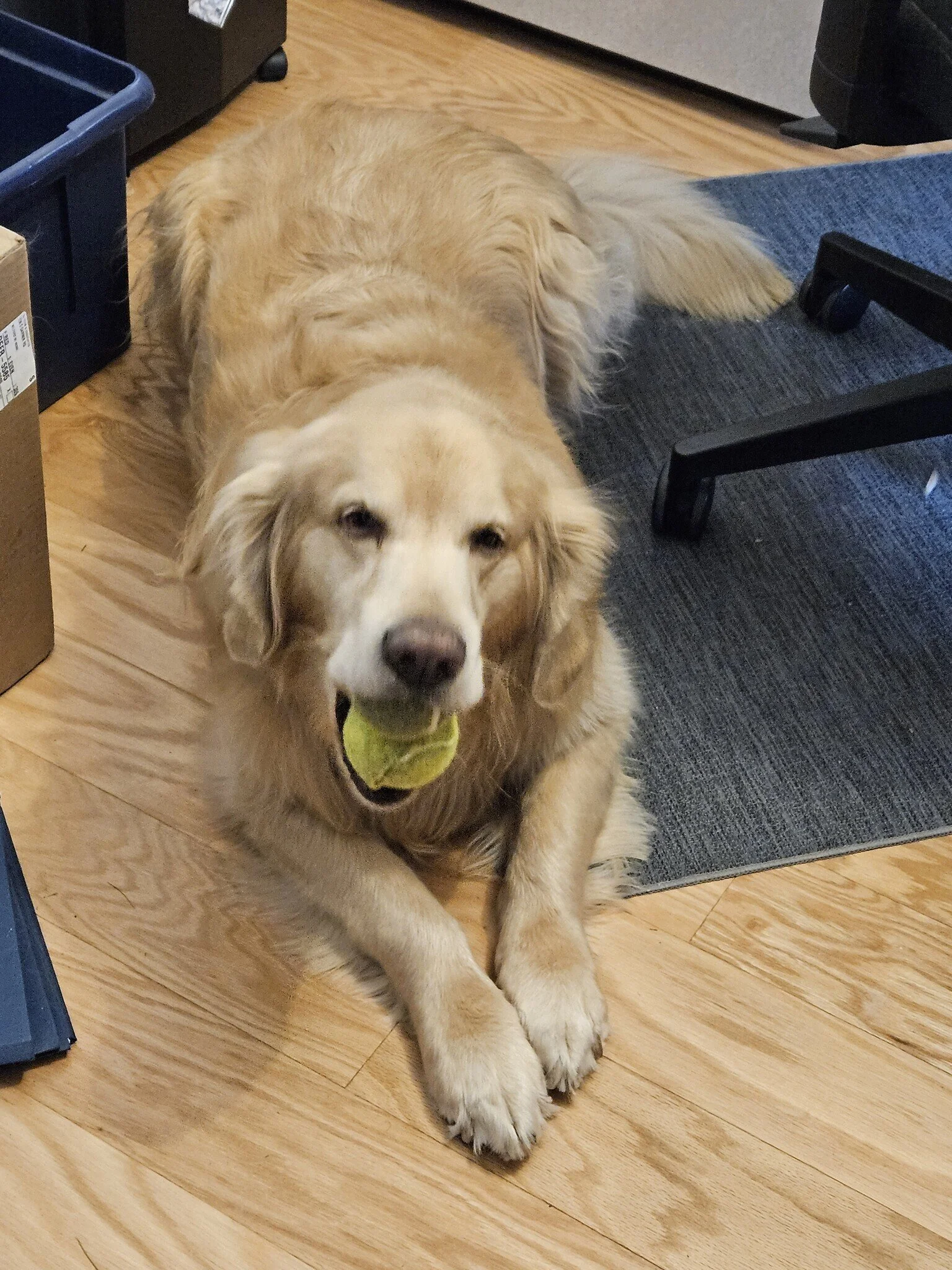 Chester - lying with ball in mouth (002).jpg
