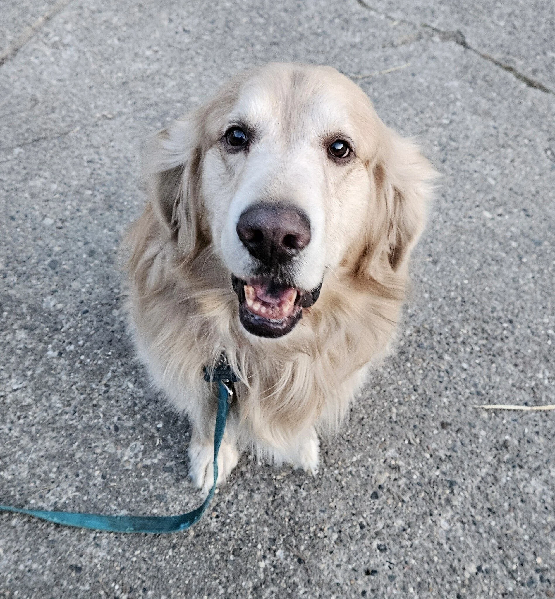 Chester sitting outside.jpg
