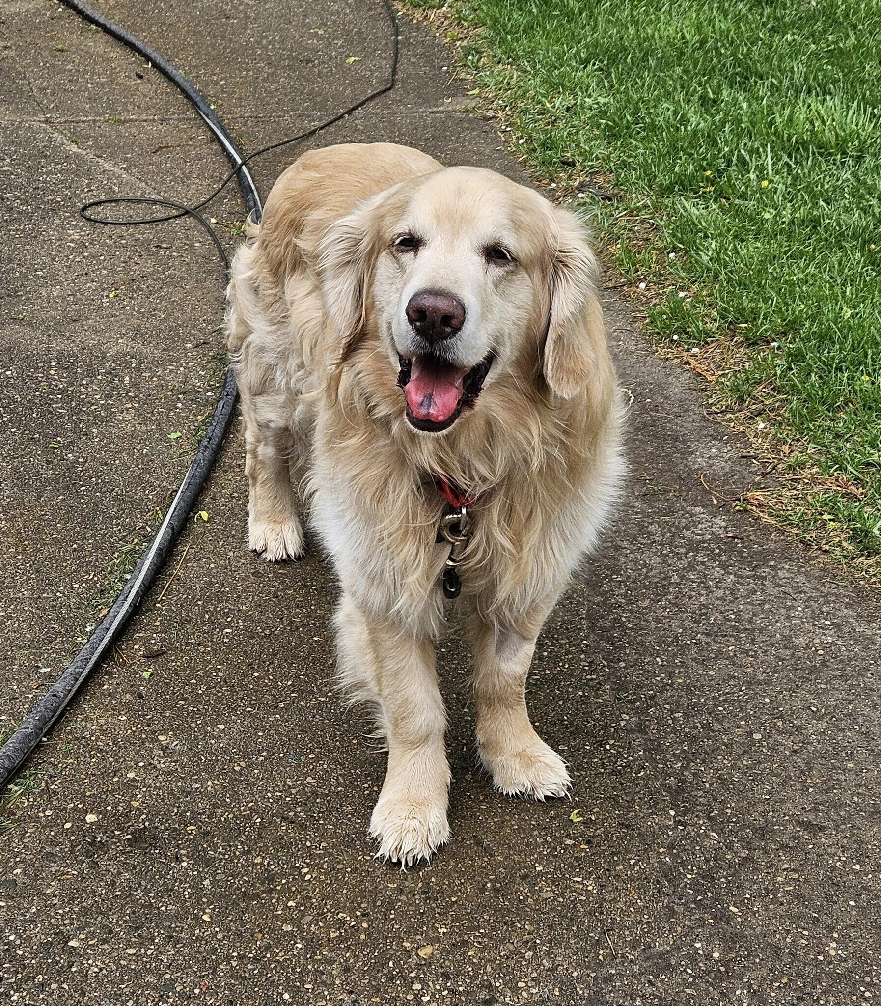 Chester standing outside.jpg