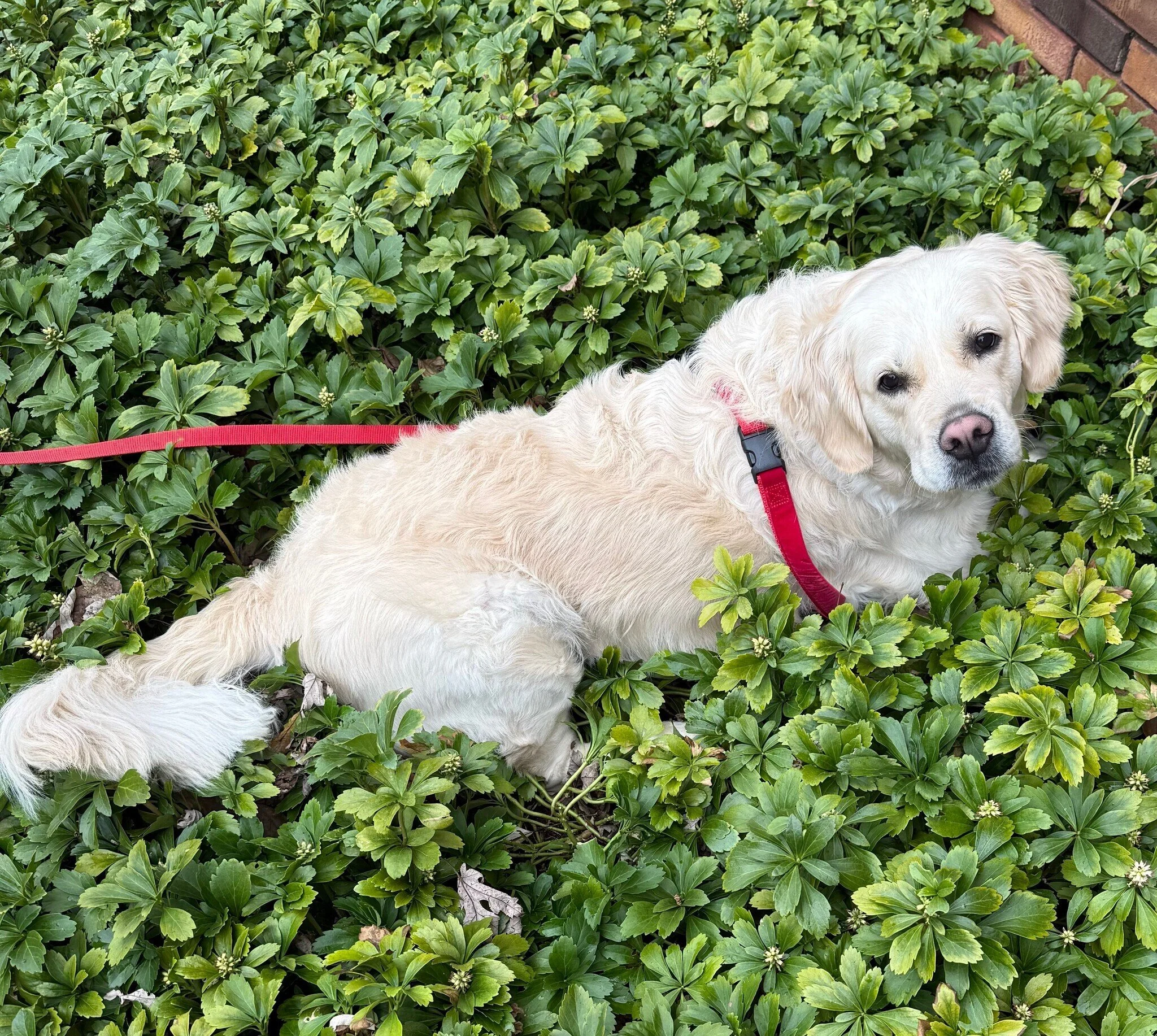 June in pachysandra.jpeg