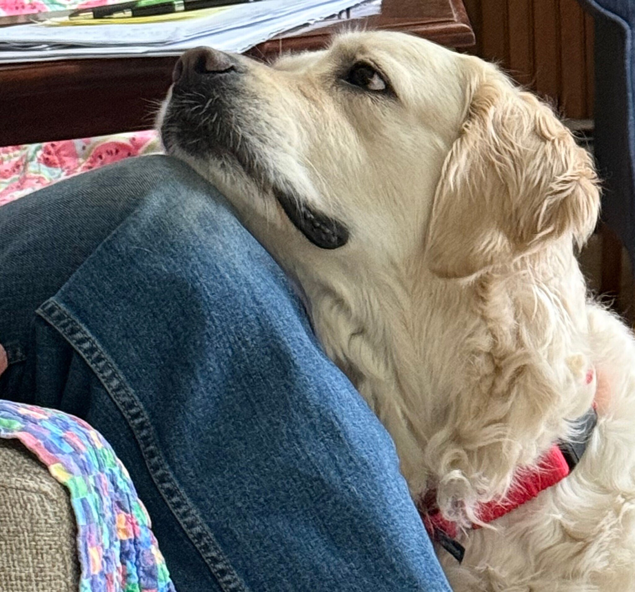June, head on knee.jpeg