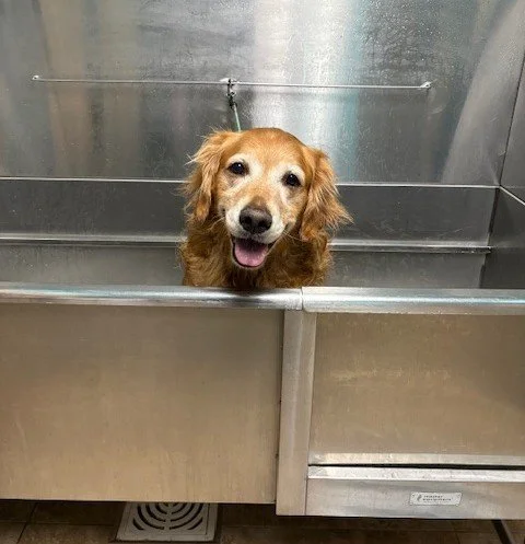 Wrigley in bathtub.jpeg